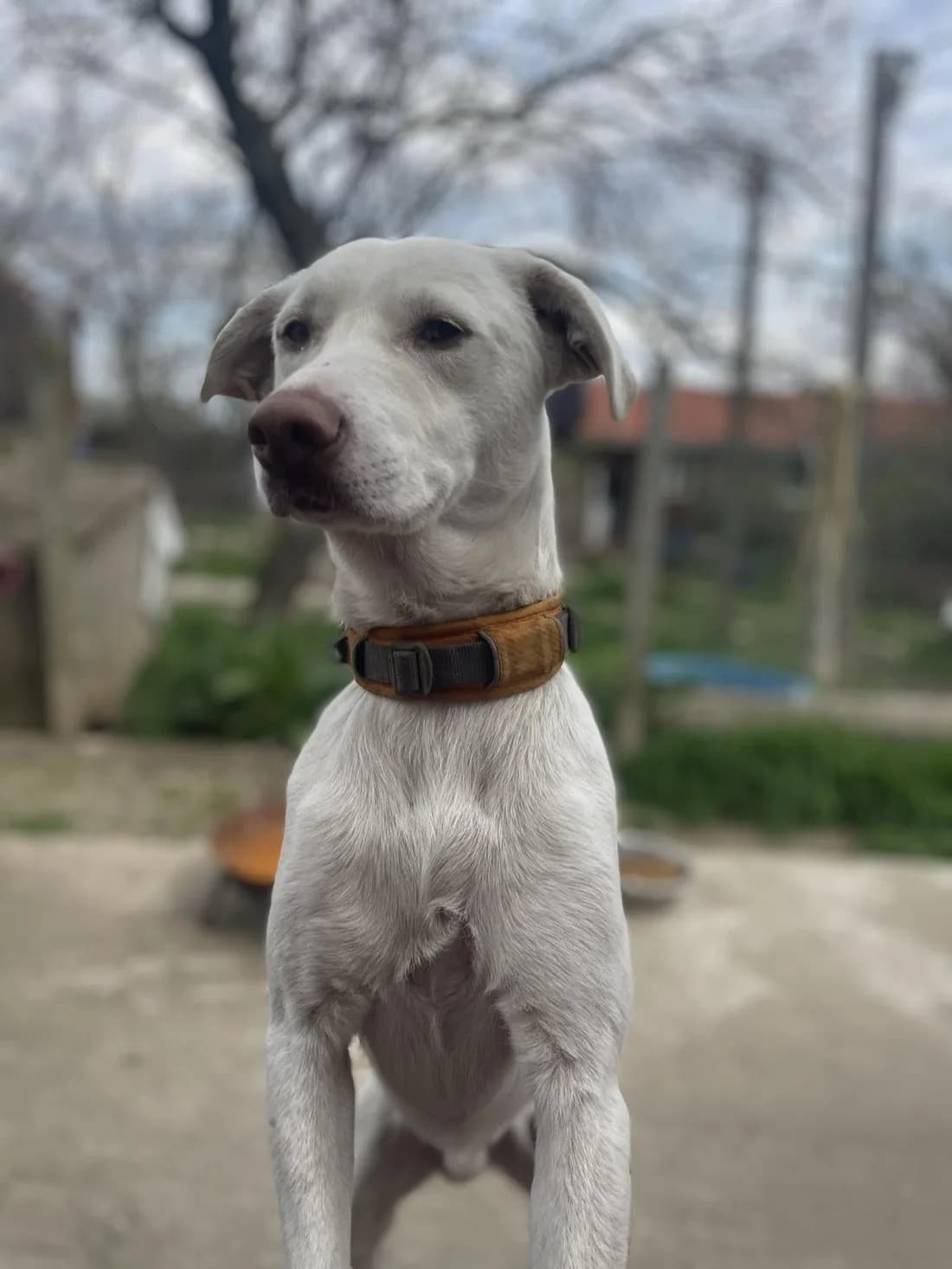 Snoopy, en reddet gadehund, står opmærksomt på internatets gårdsplads i Bulgarien