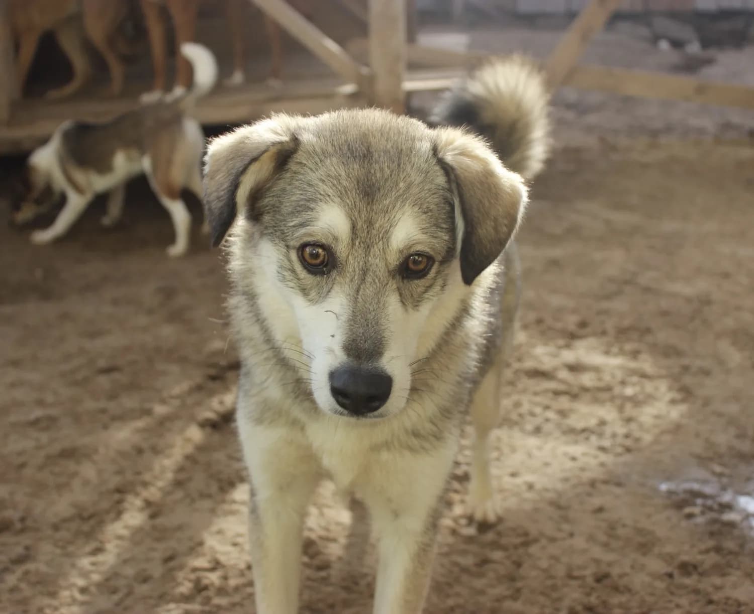 Teddy, en reddet hund med et sjælefuldt blik, på Team Lanas shelter i Bulgarien