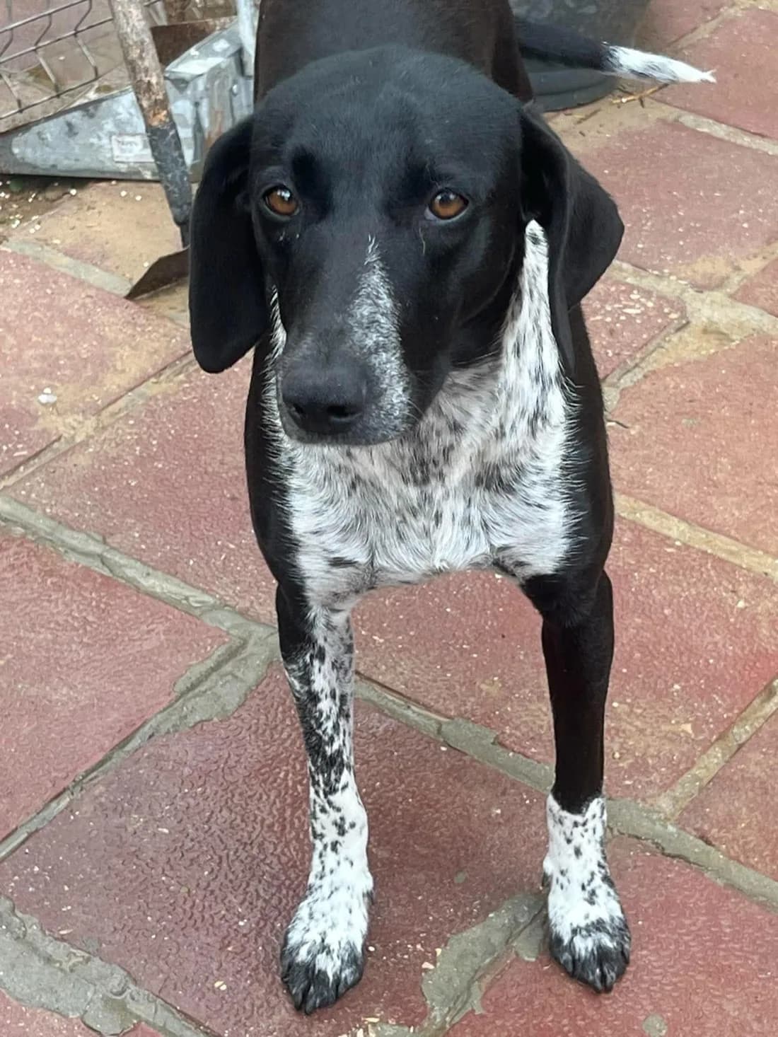 Casey, en reddet hund, sidder og kigger roligt ind i kameraet