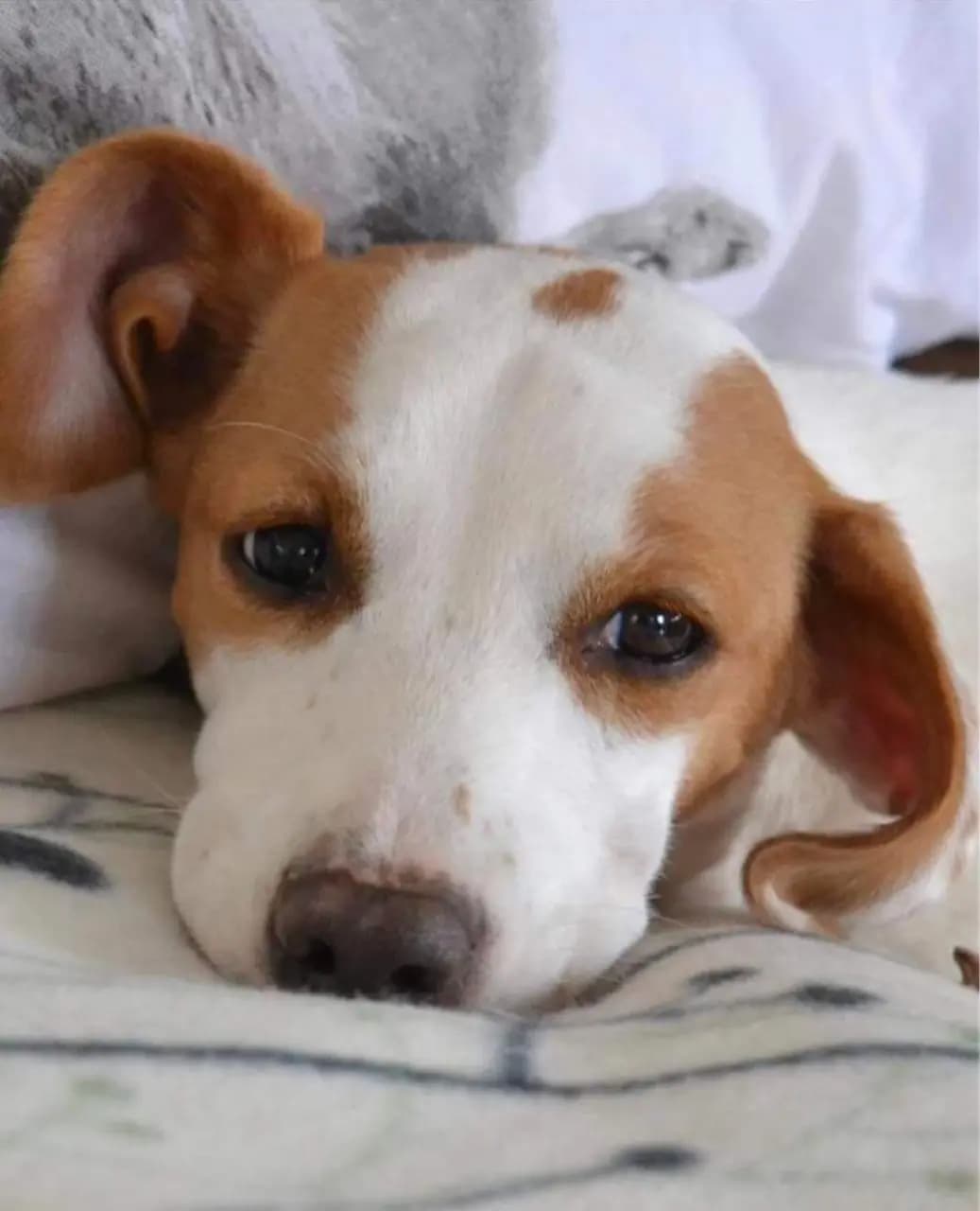 Lana, the dog who inspired Team Lana