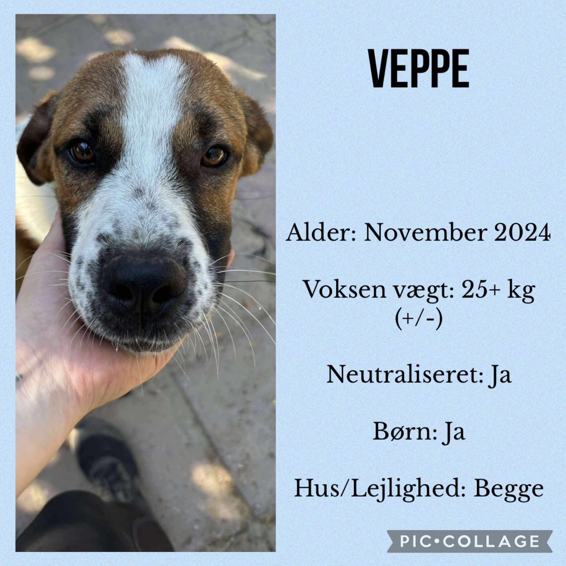Veppe — hovedbillede