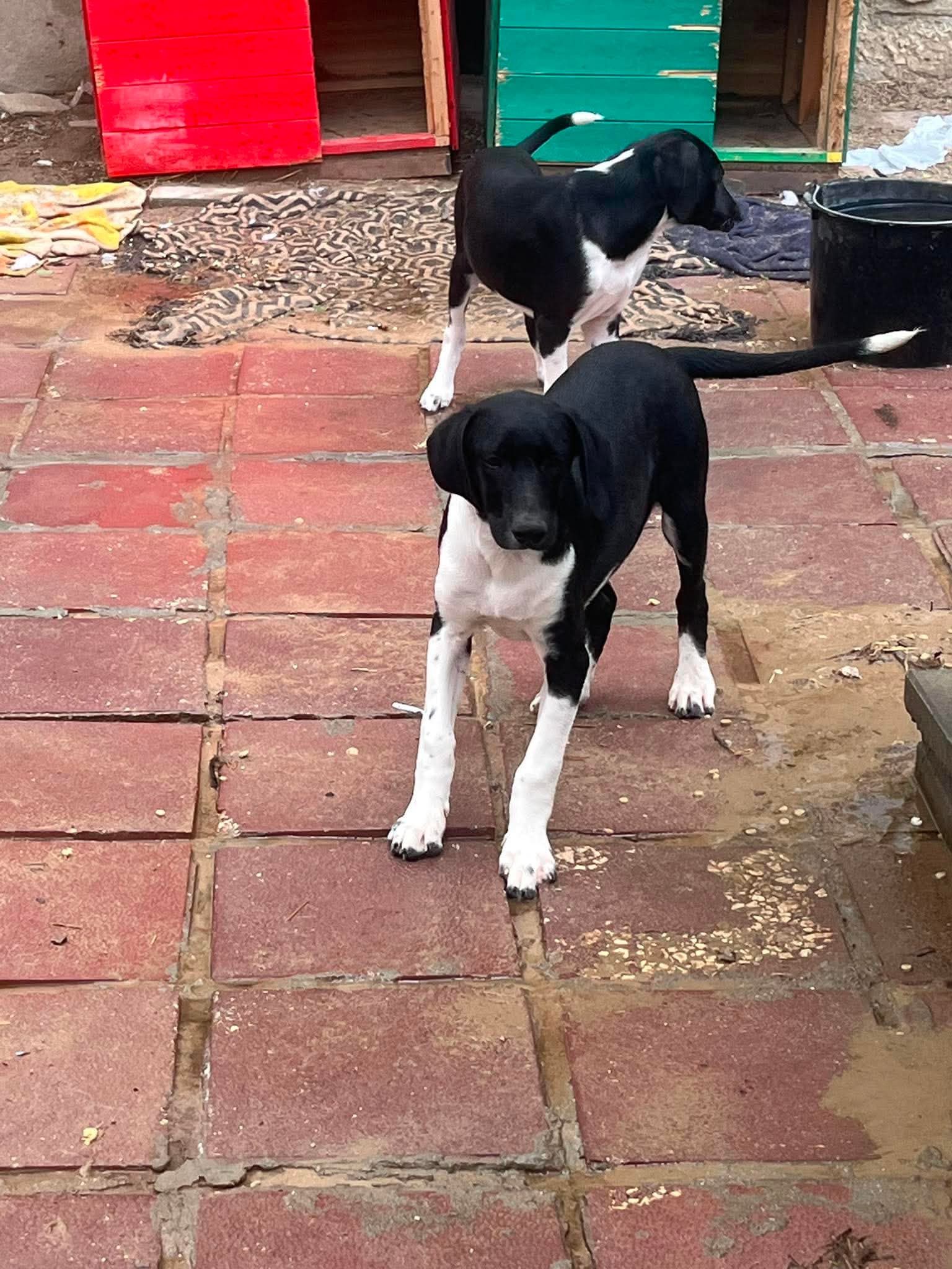 Joey — hovedbillede