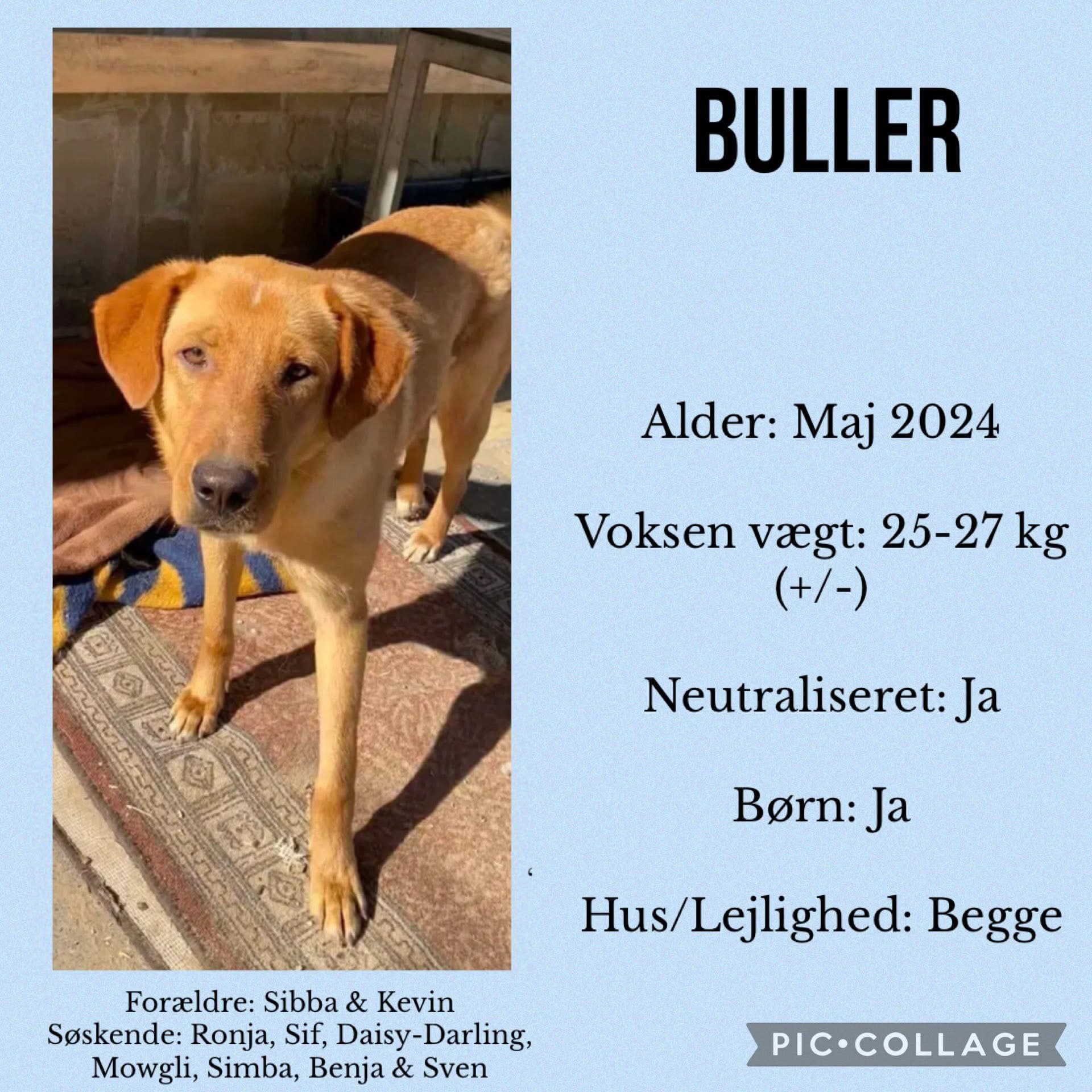 Buller — hovedbillede