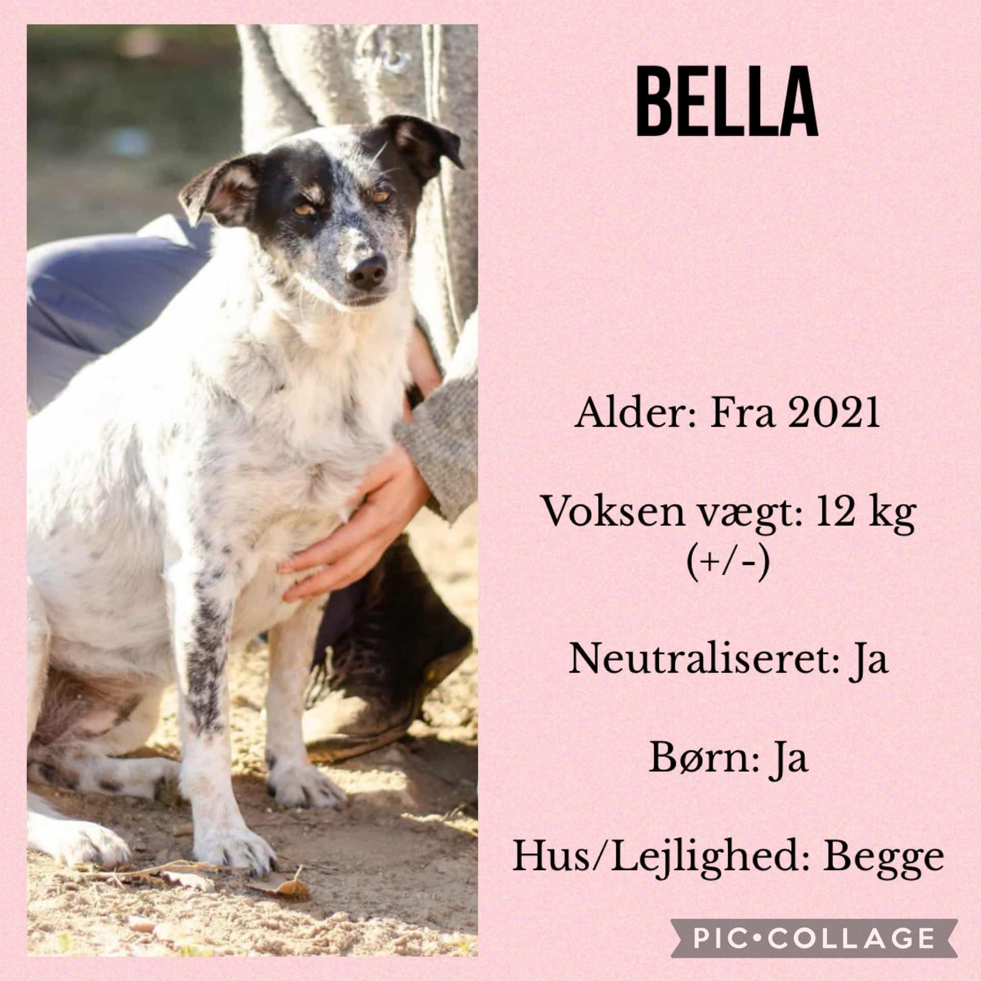 Bella — hovedbillede