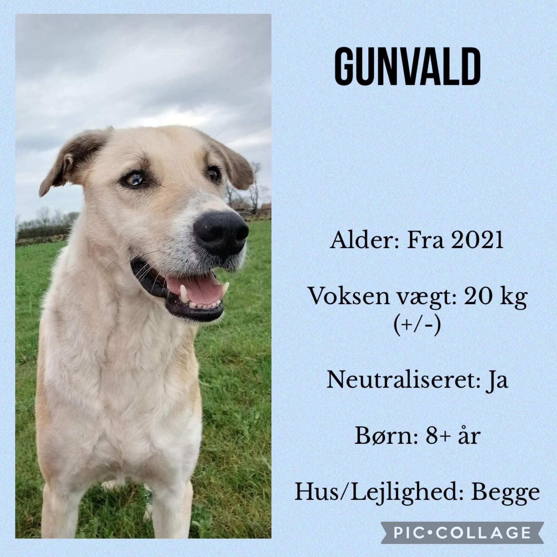 Gunwald — hovedbillede