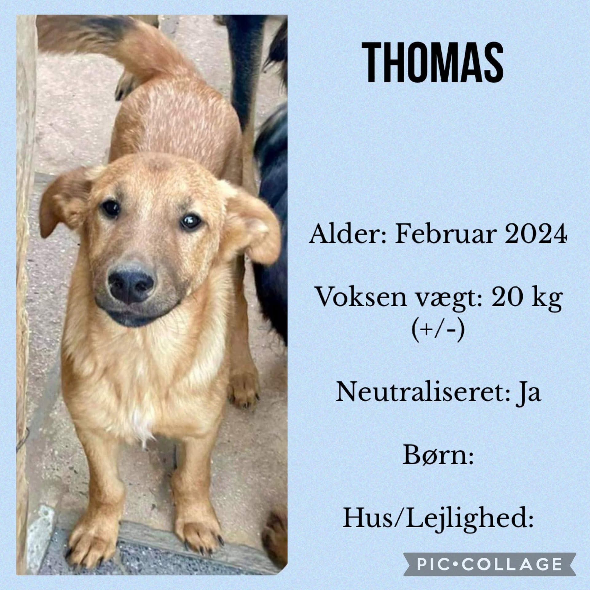 Thomas — hovedbillede