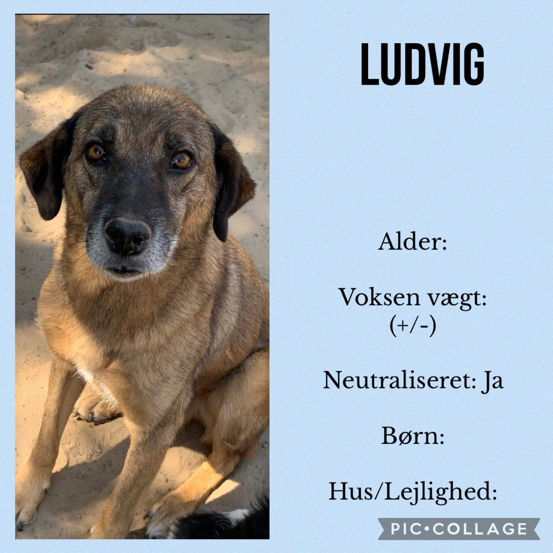 Ludvig — hovedbillede