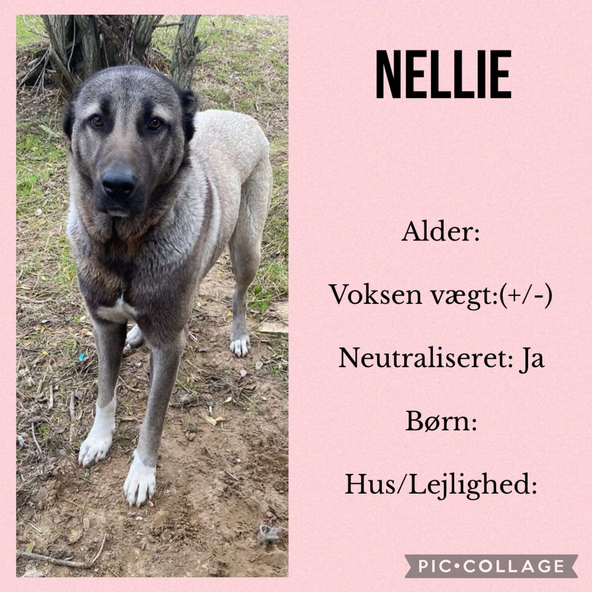 Nellie — hovedbillede