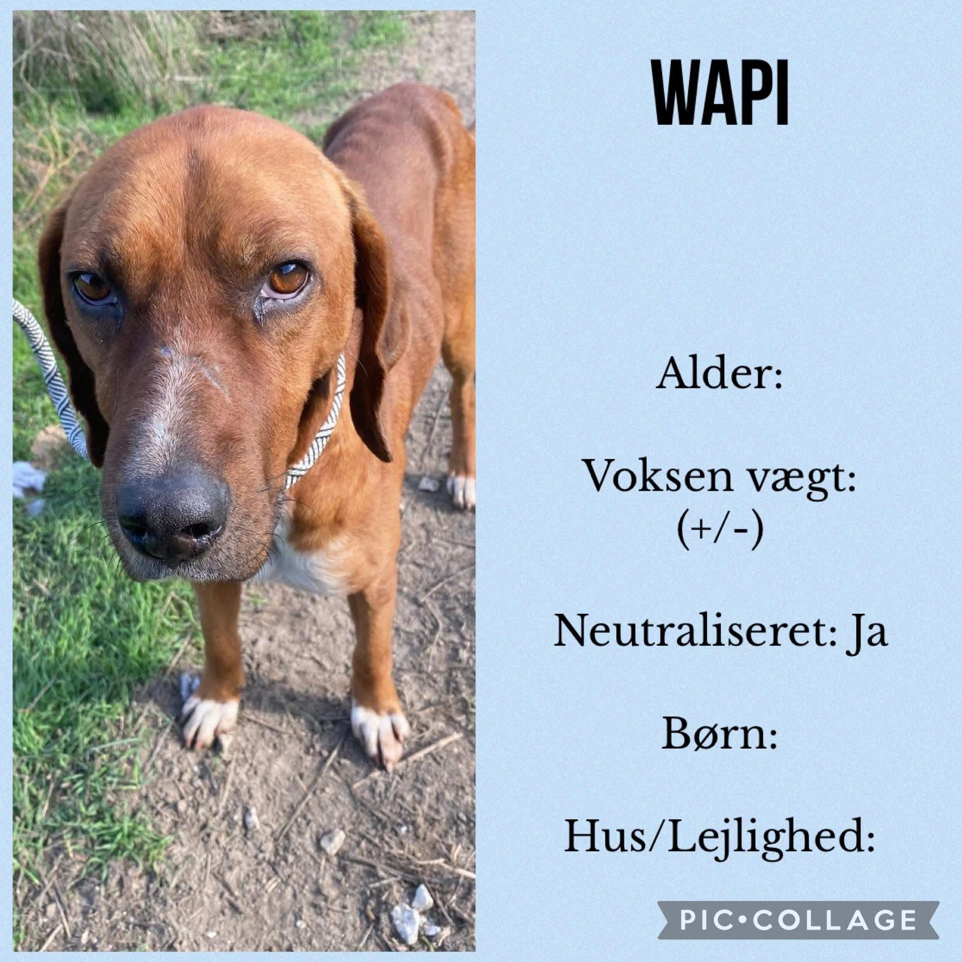 Wapi