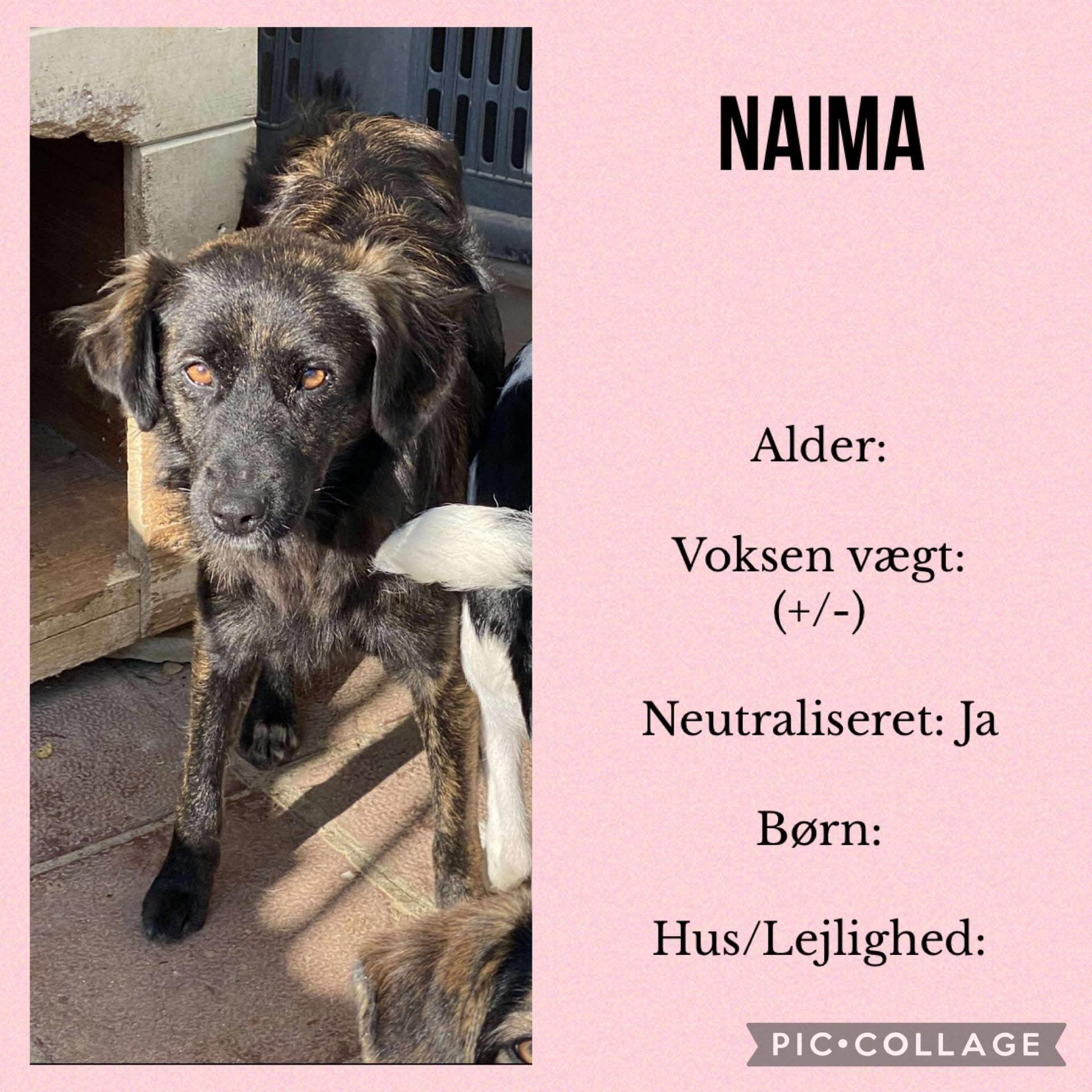 Naima — hovedbillede