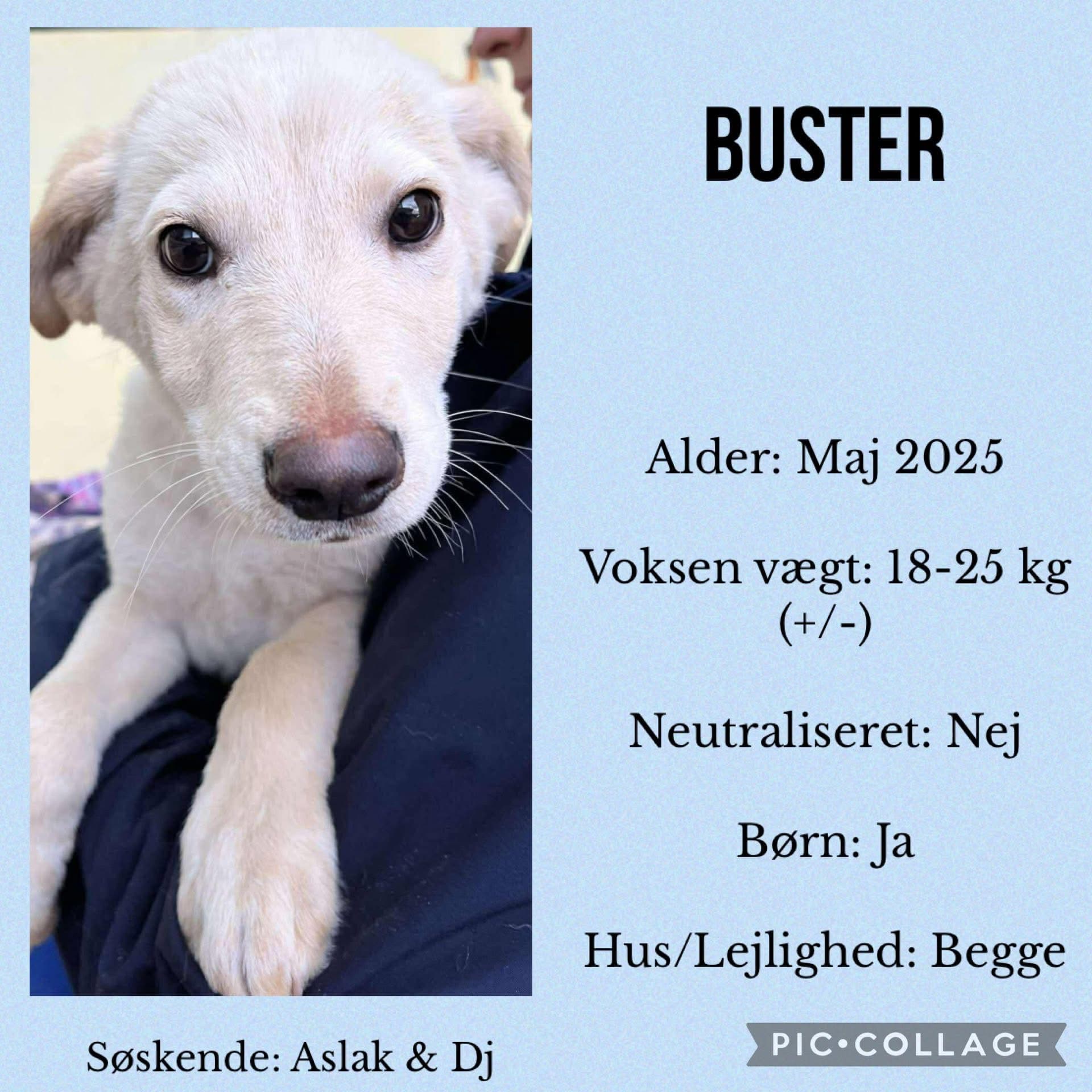 Buster — hovedbillede
