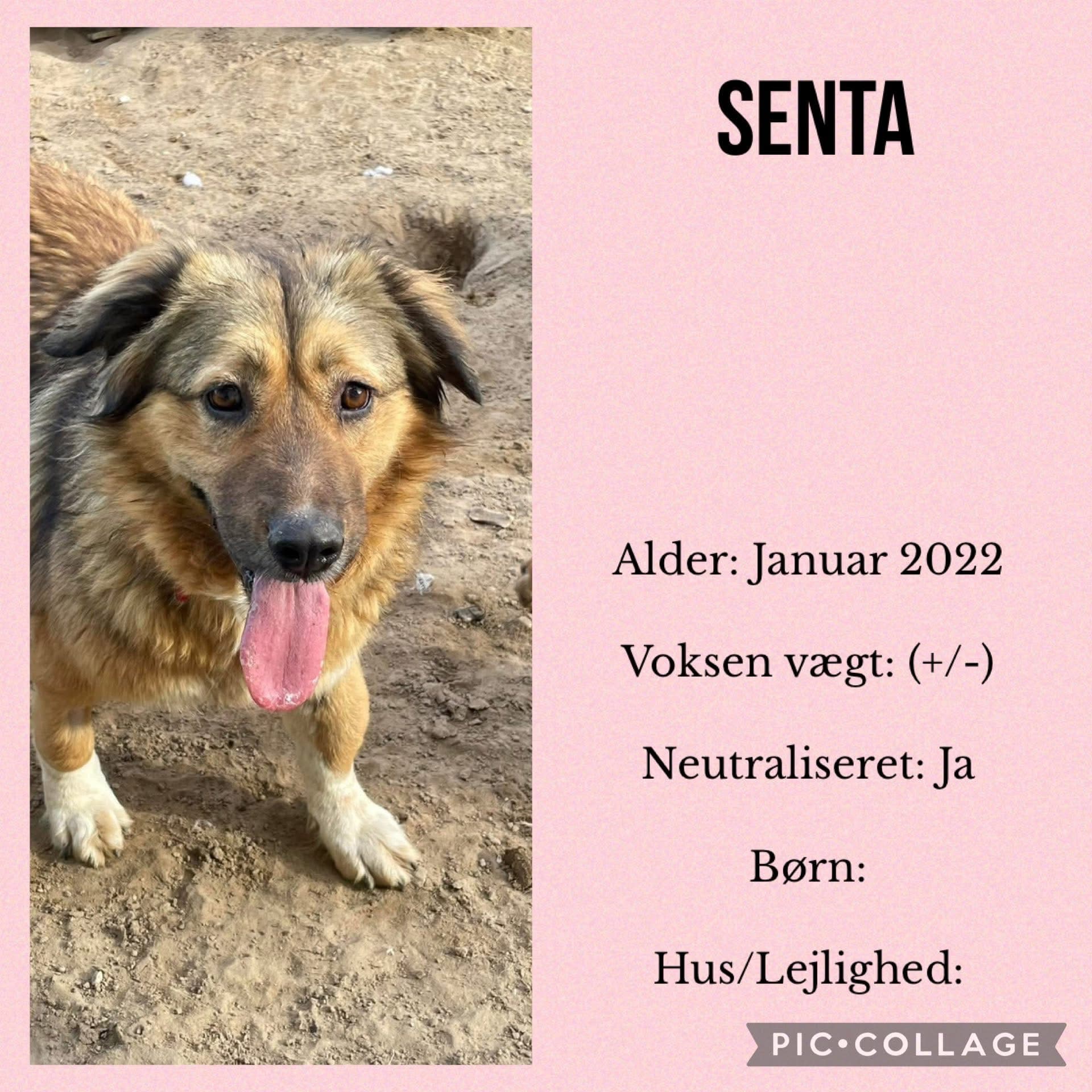 Senta — hovedbillede
