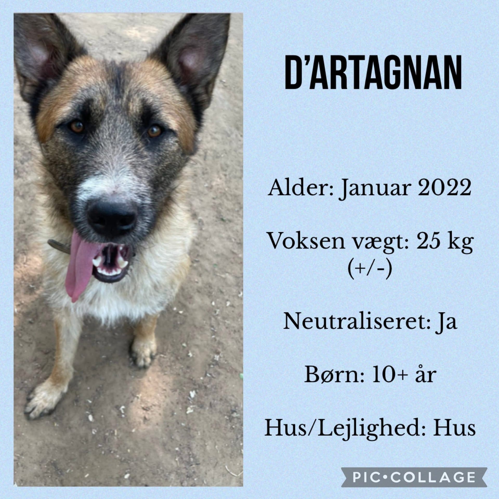 D’artagnan — hovedbillede