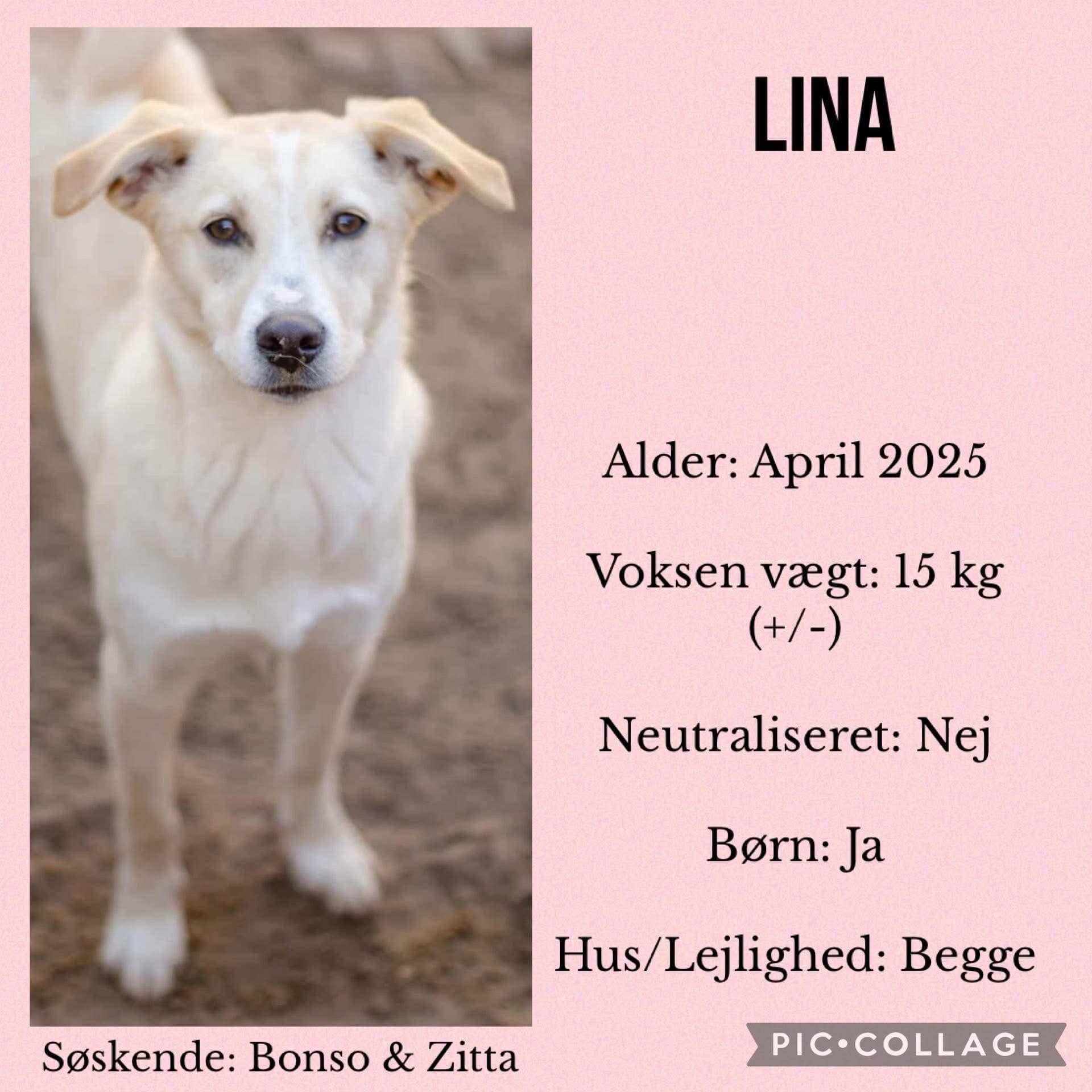 Lina — hovedbillede