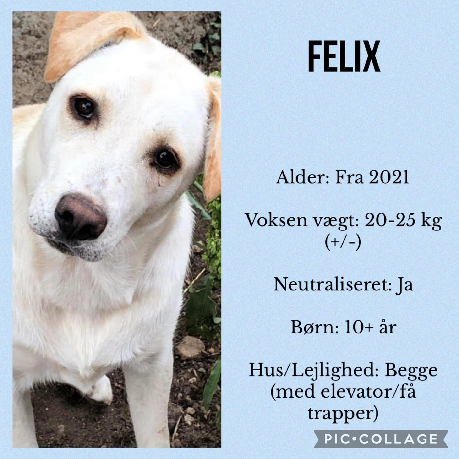 Felix — hovedbillede