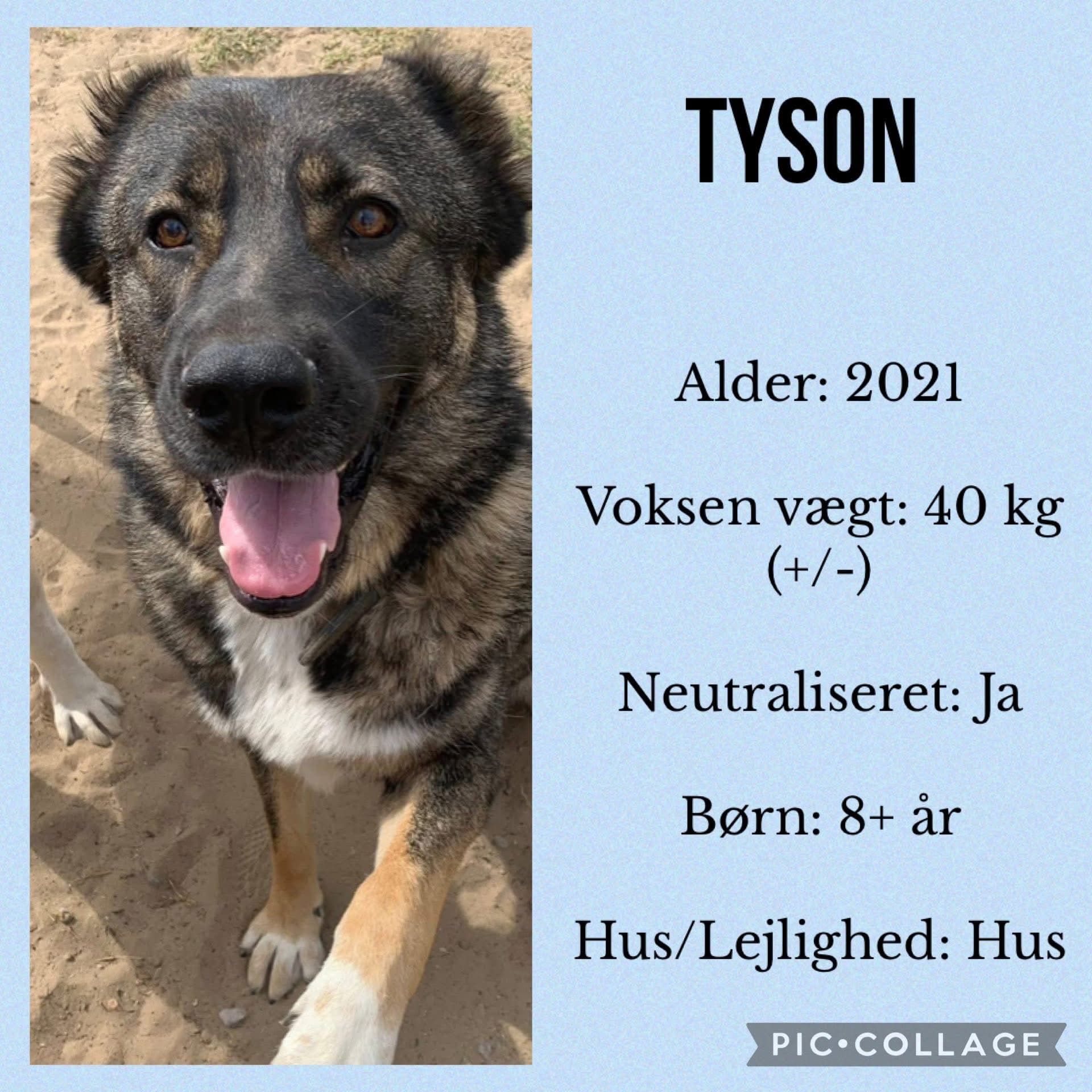 Tyson — hovedbillede