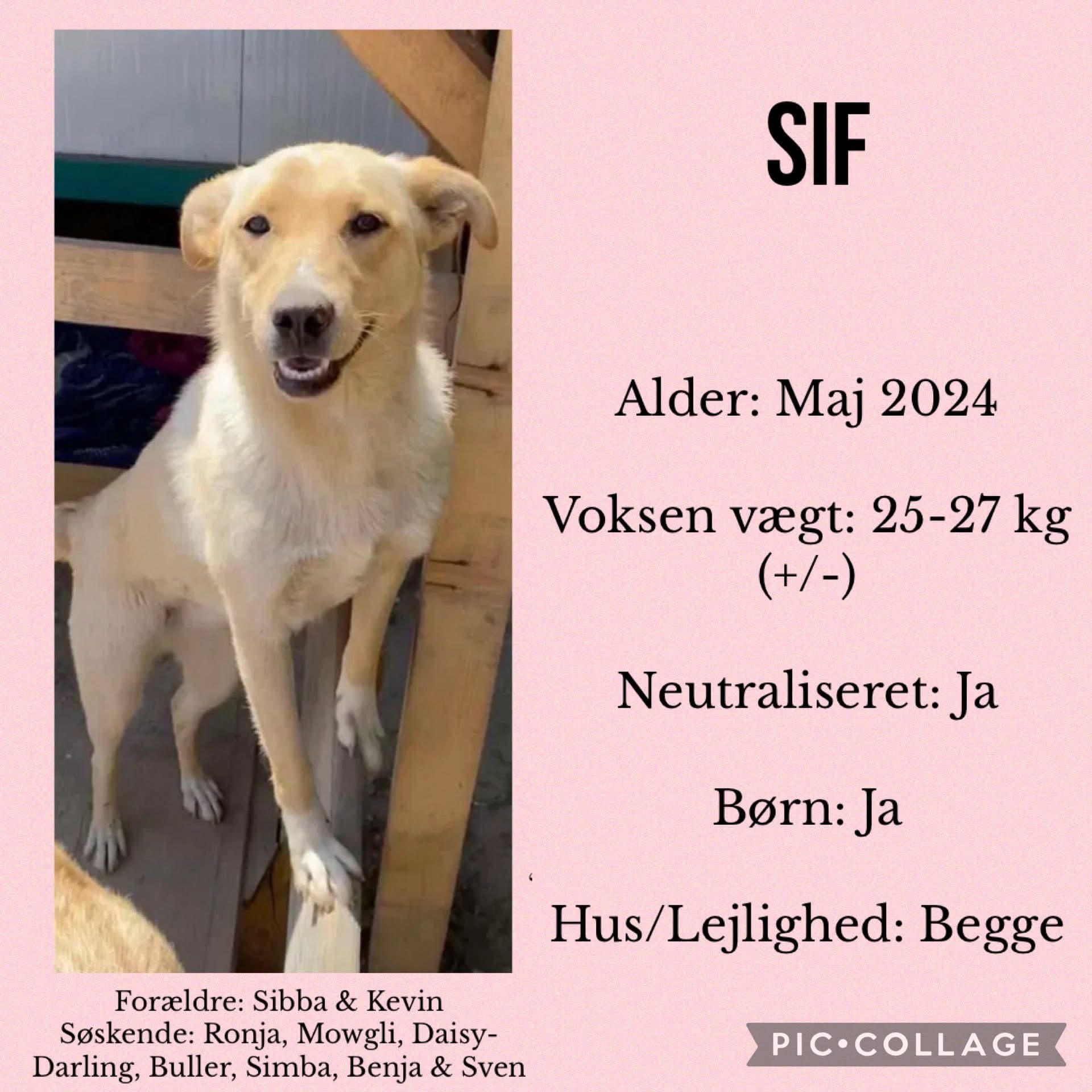 Sif — hovedbillede