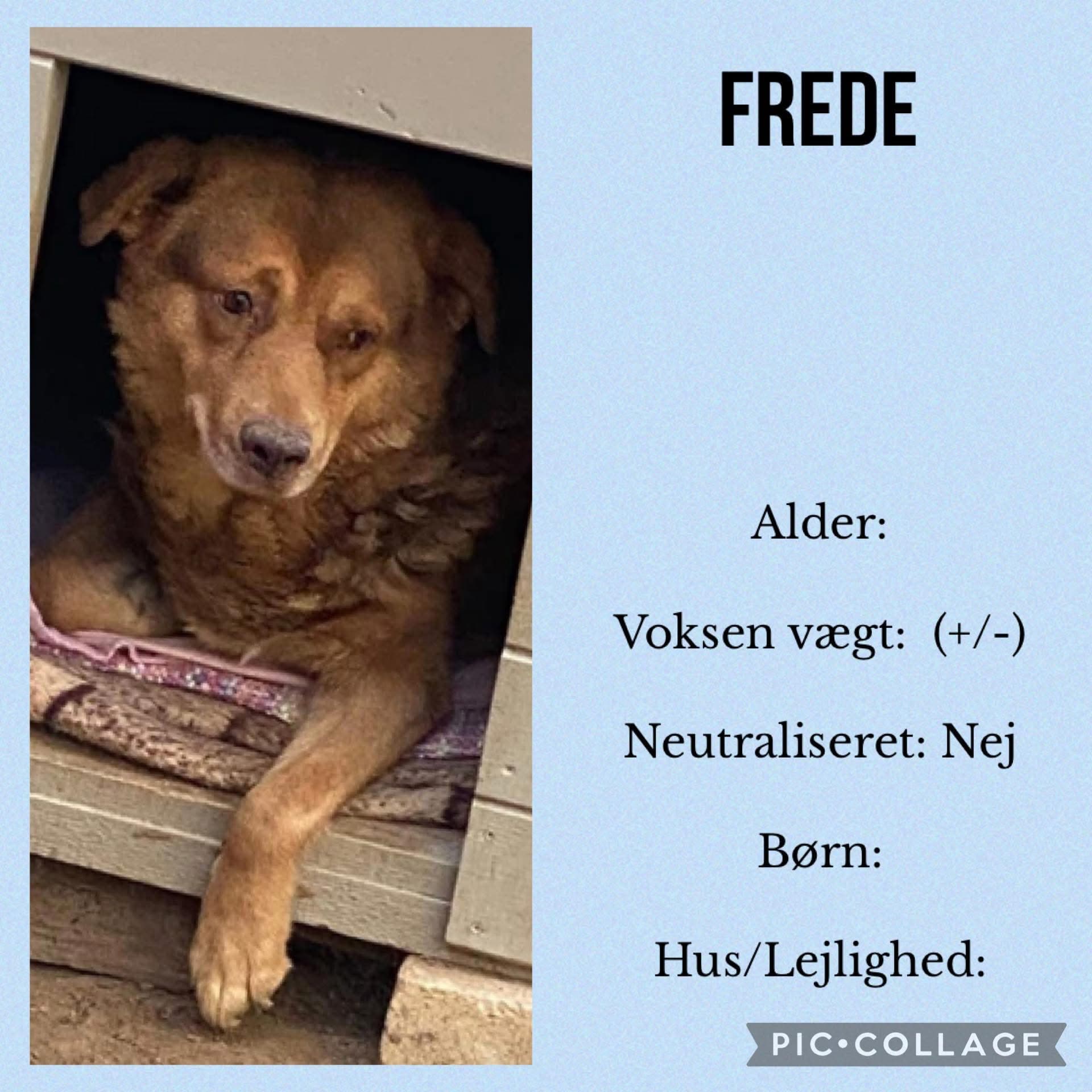 Frede — hovedbillede