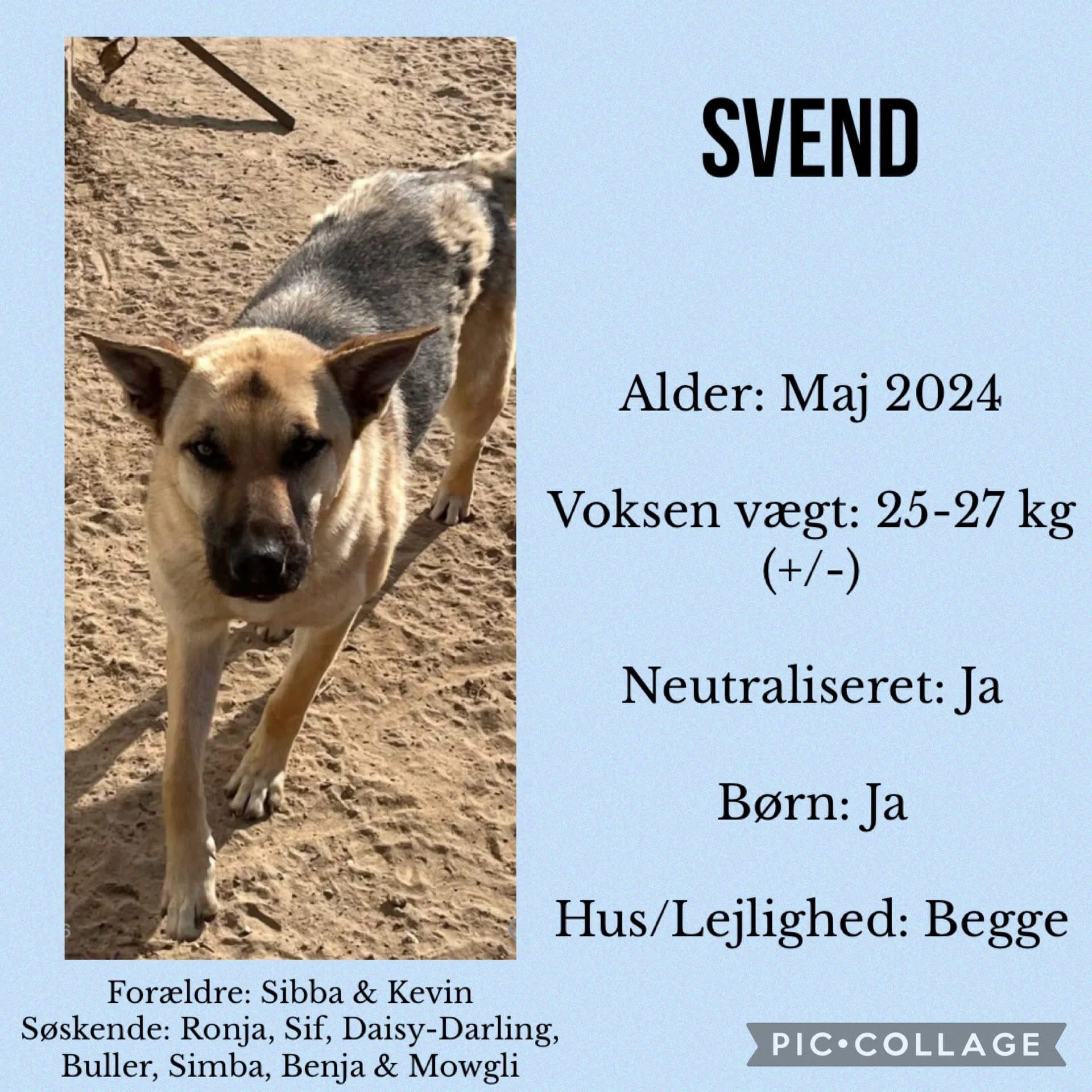 Svend — hovedbillede