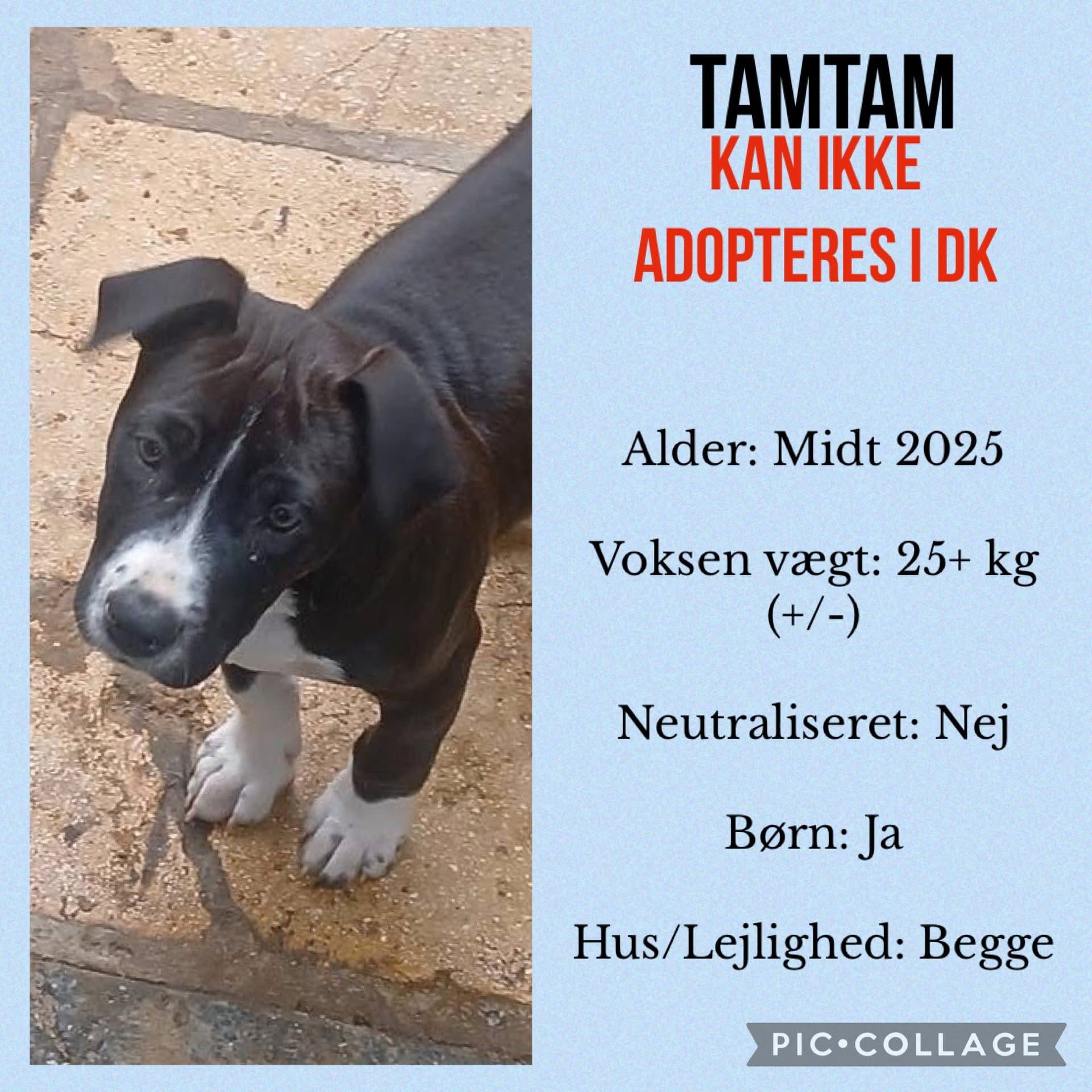 Tam Tam — hovedbillede