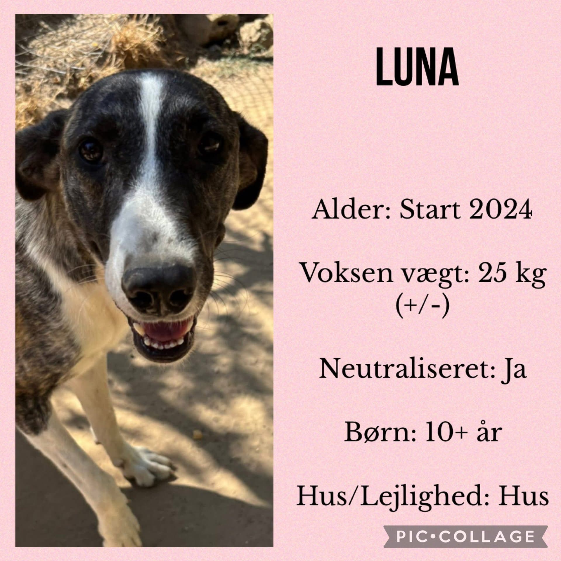 Luna — hovedbillede