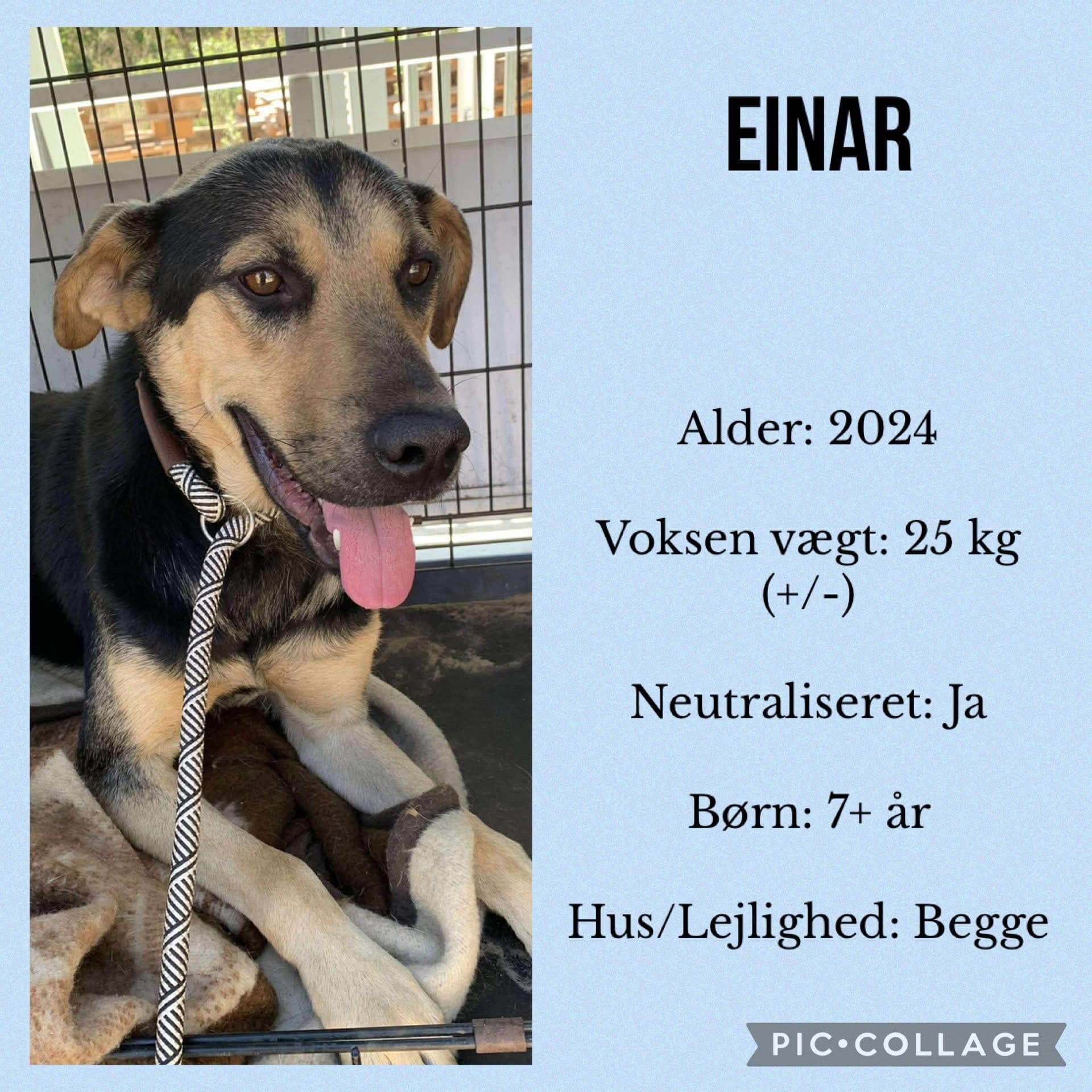Einar — hovedbillede