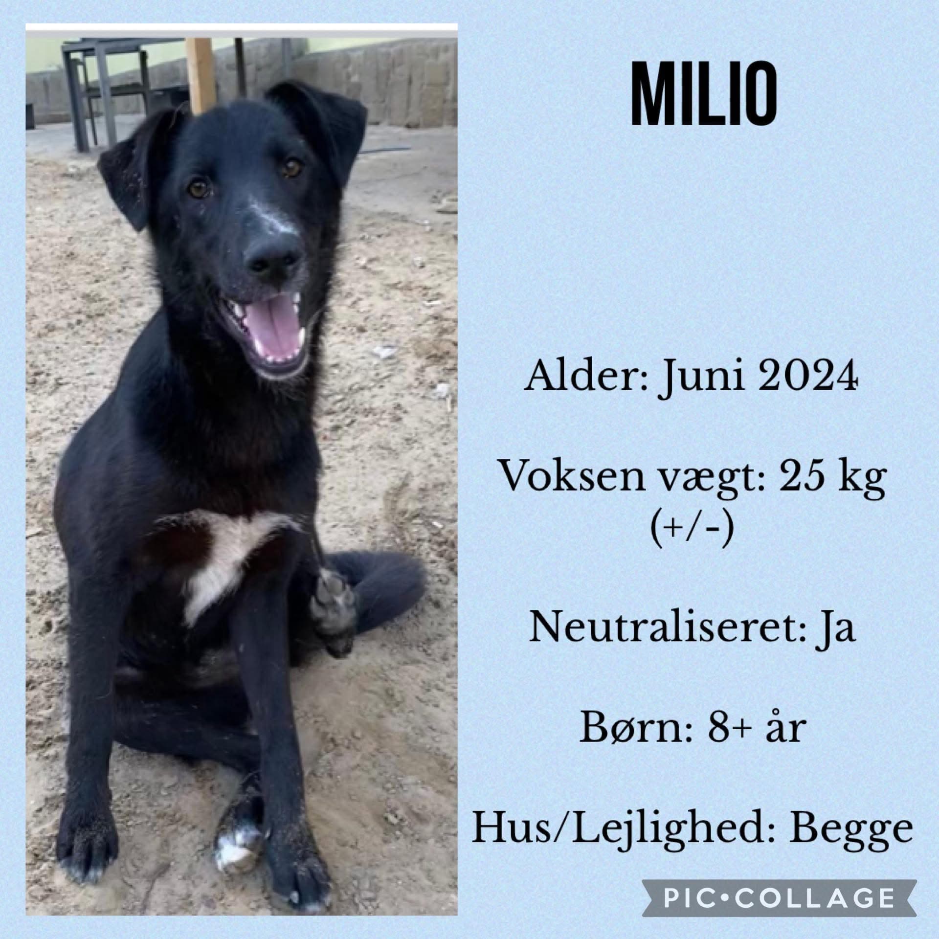 Milio — hovedbillede