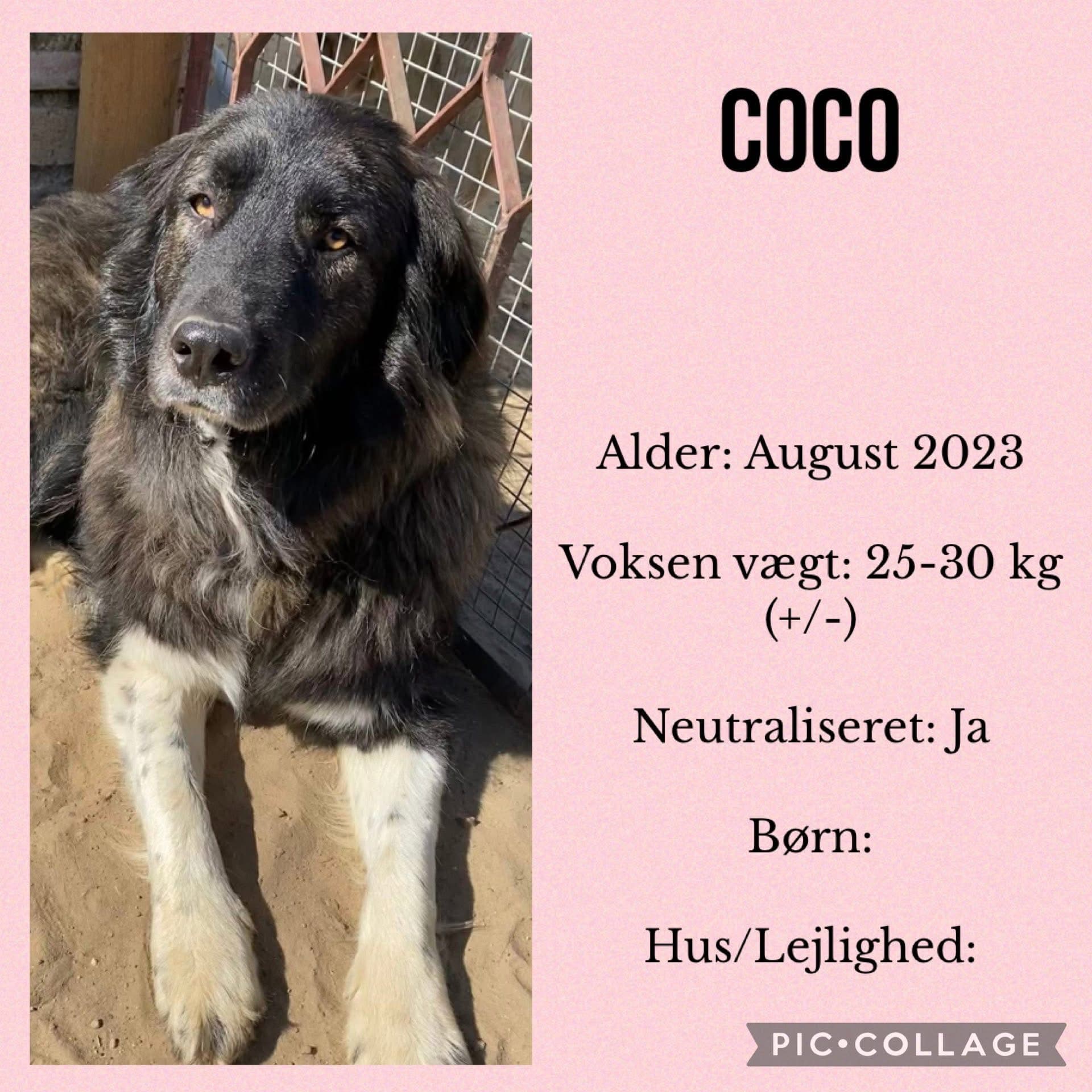 Coco — hovedbillede