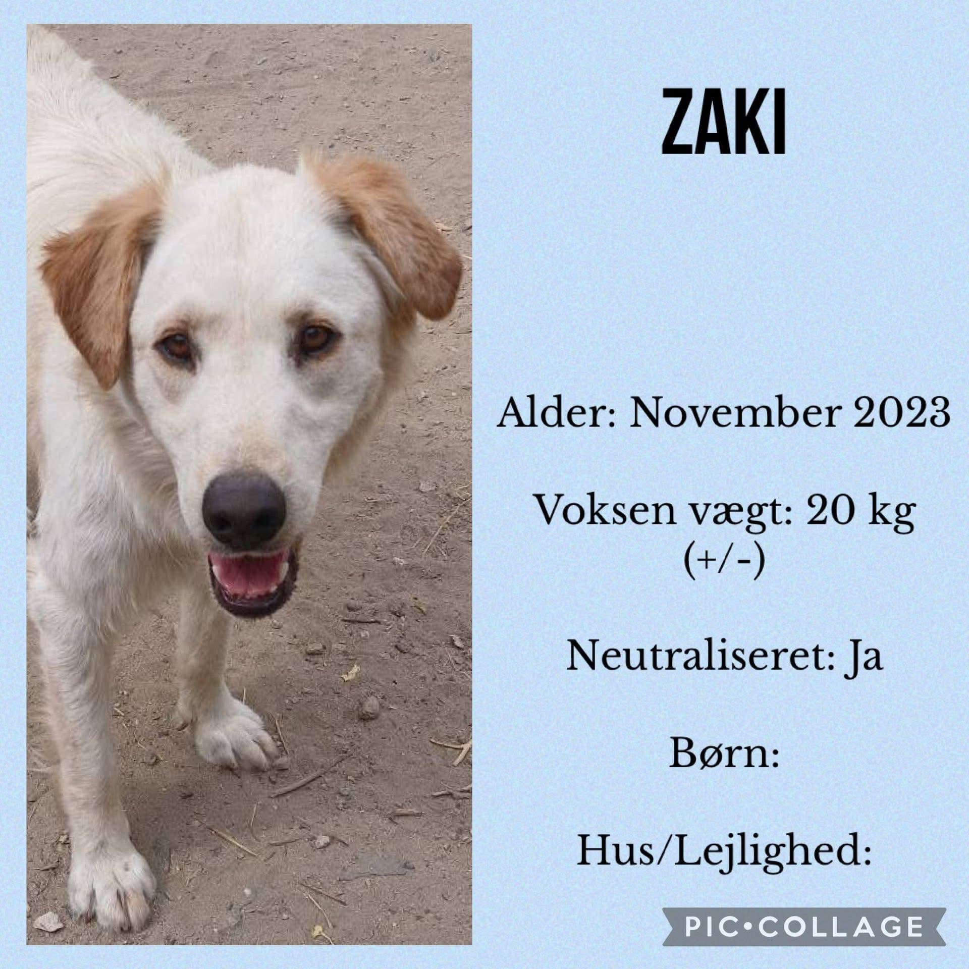 Zaki — hovedbillede