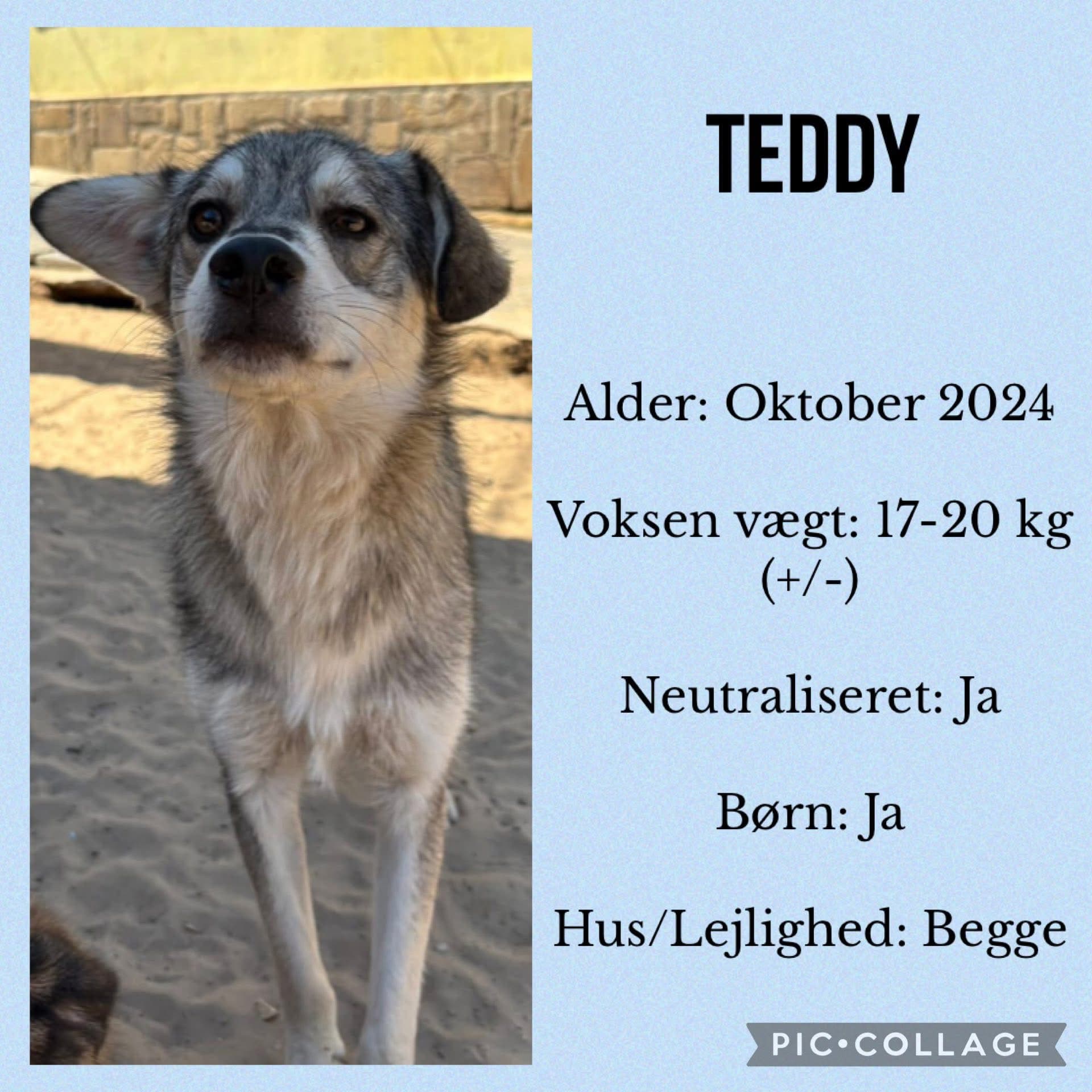 Teddy — hovedbillede