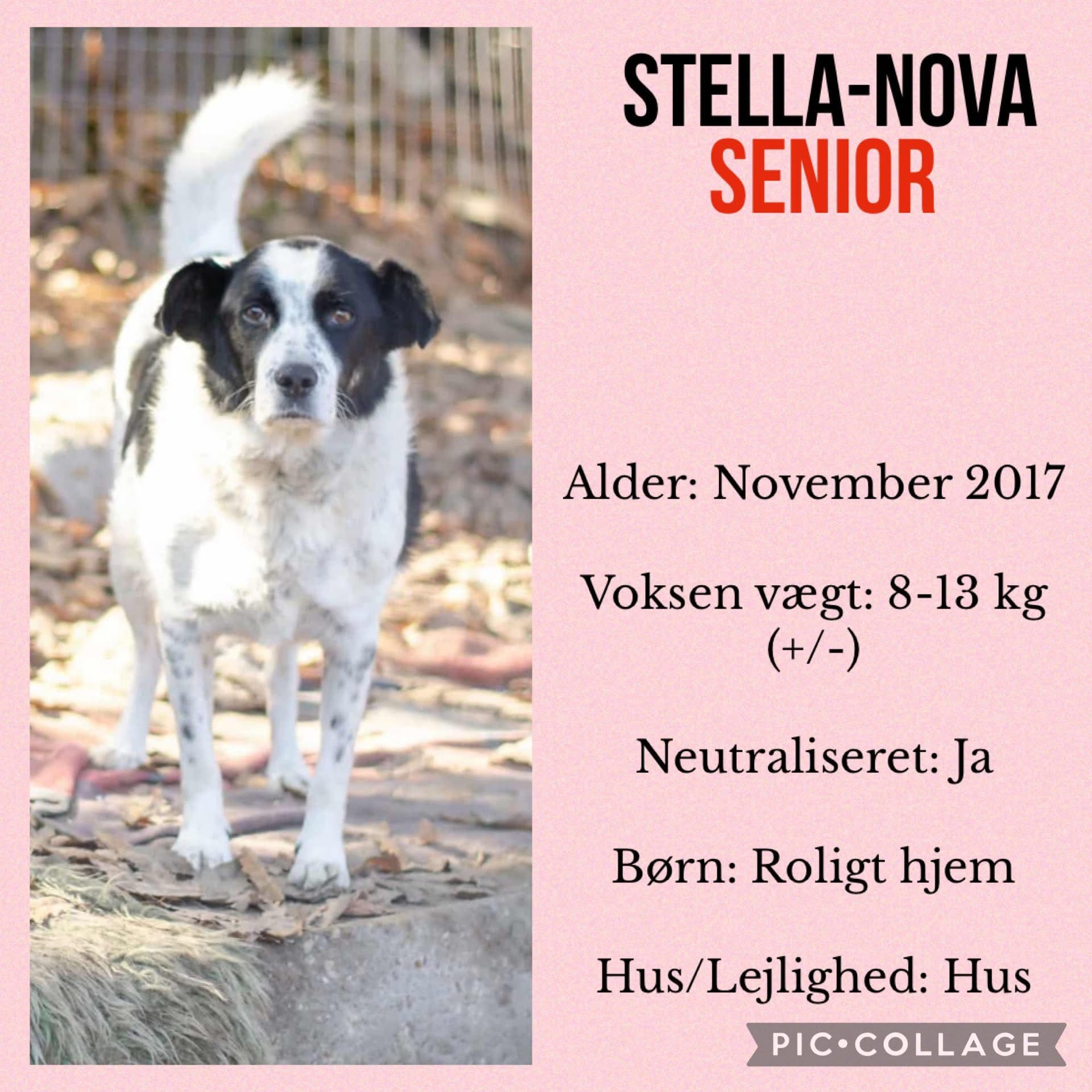 Stella-Nova — hovedbillede