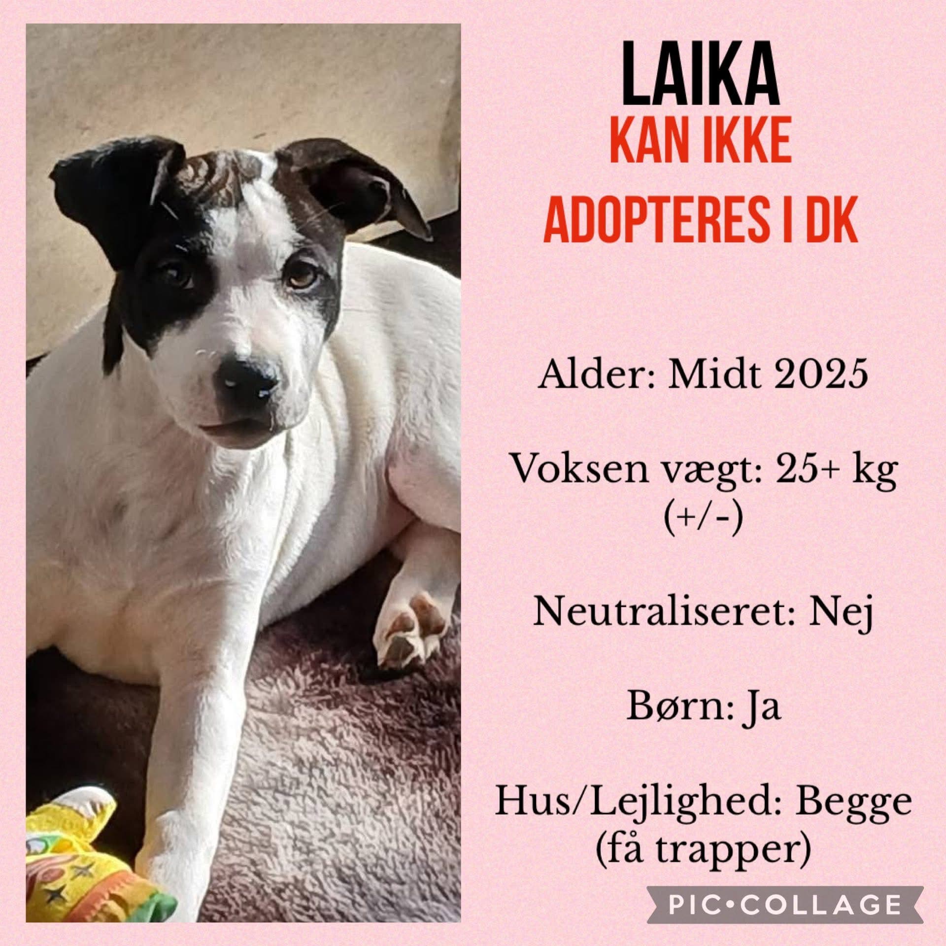 Laika — hovedbillede