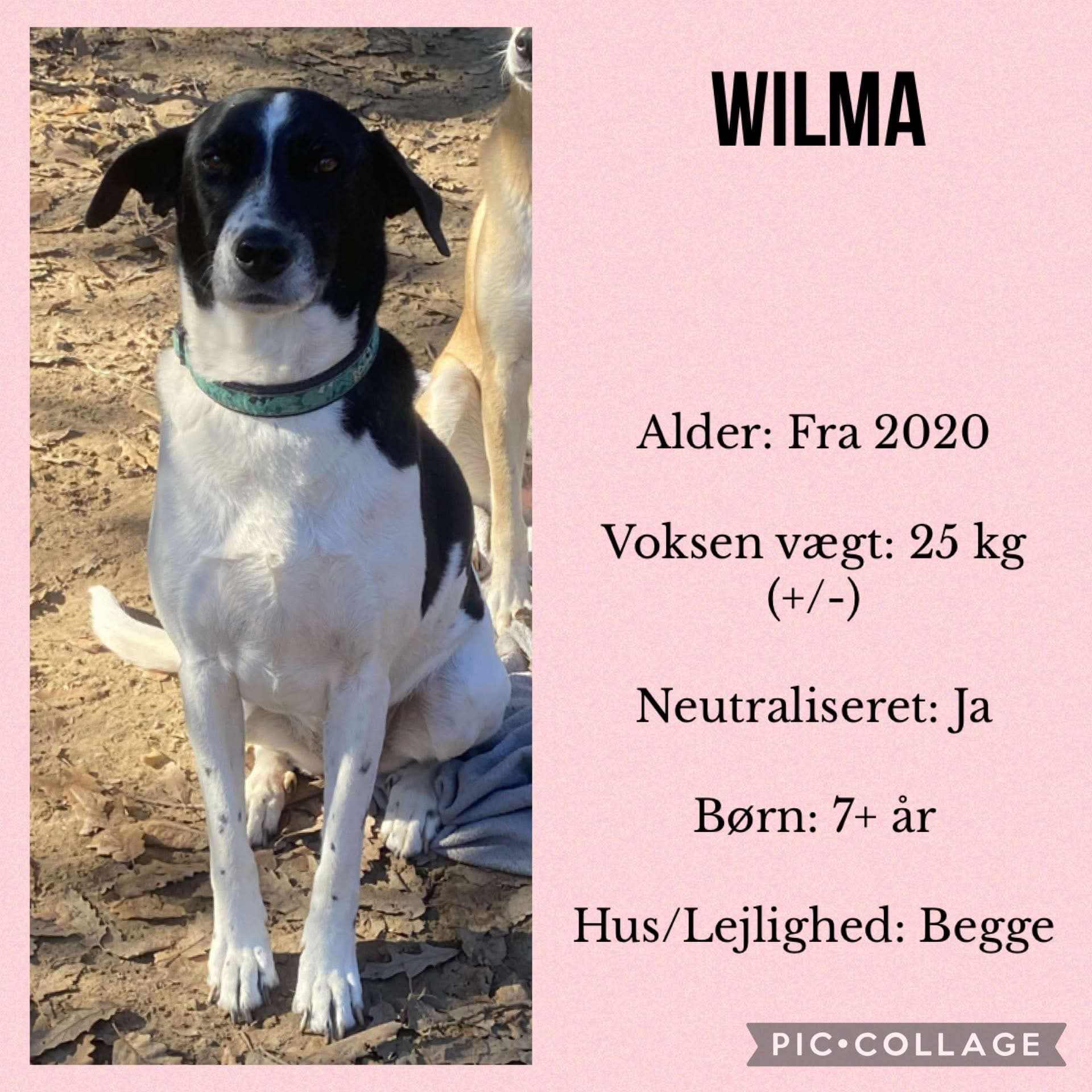 Wilma — hovedbillede