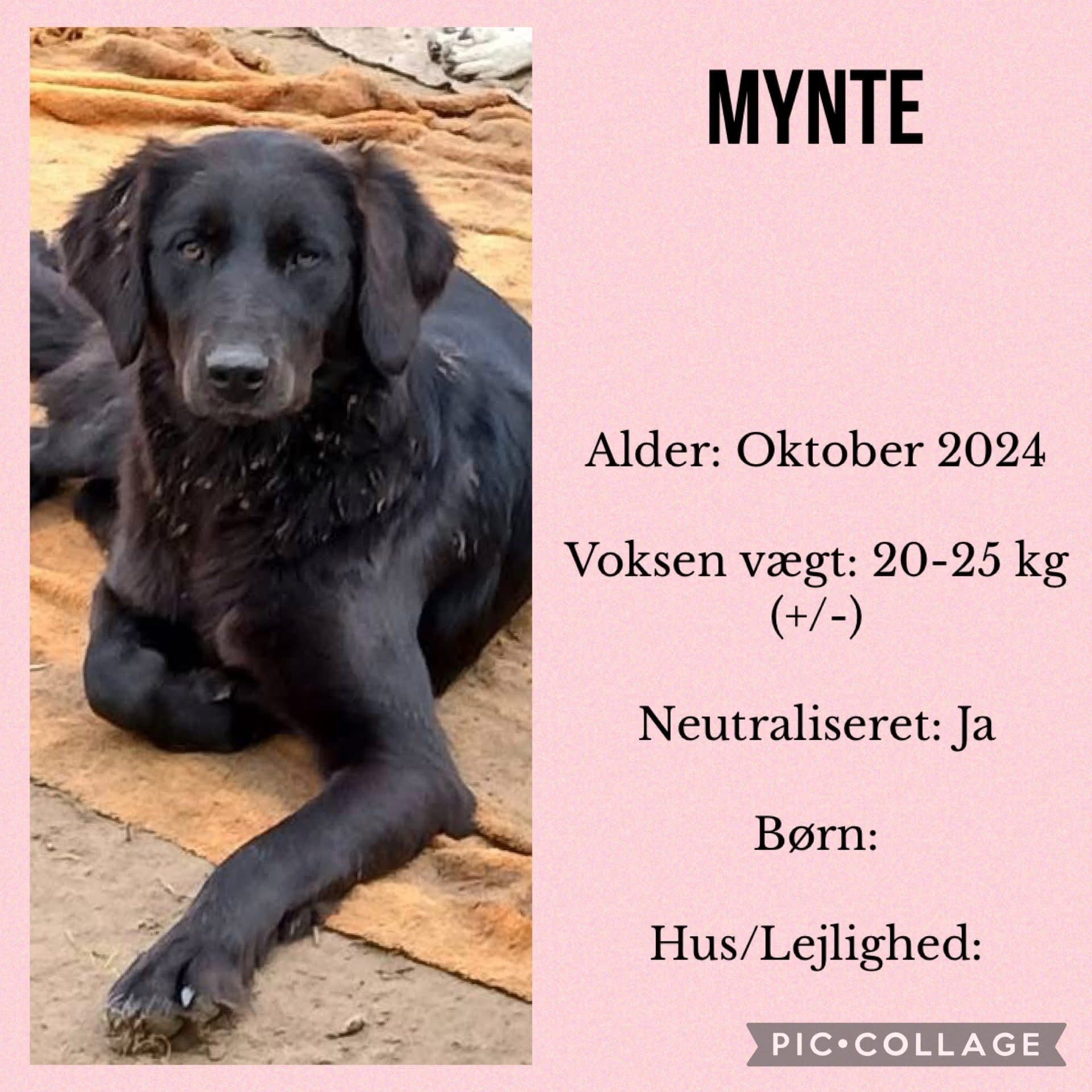 Mynte — hovedbillede