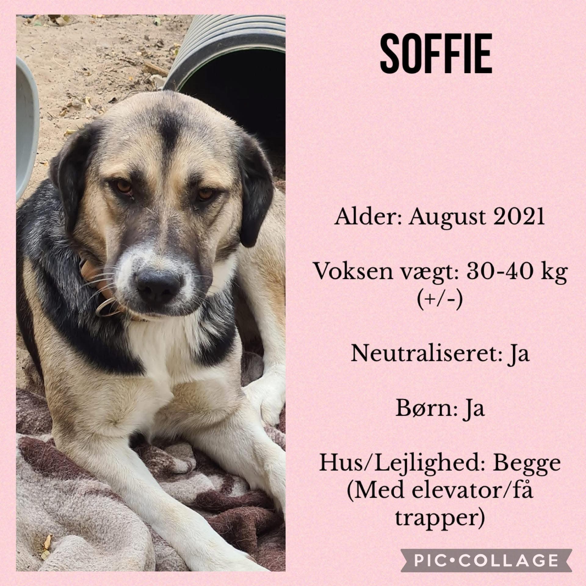 Soffie — hovedbillede