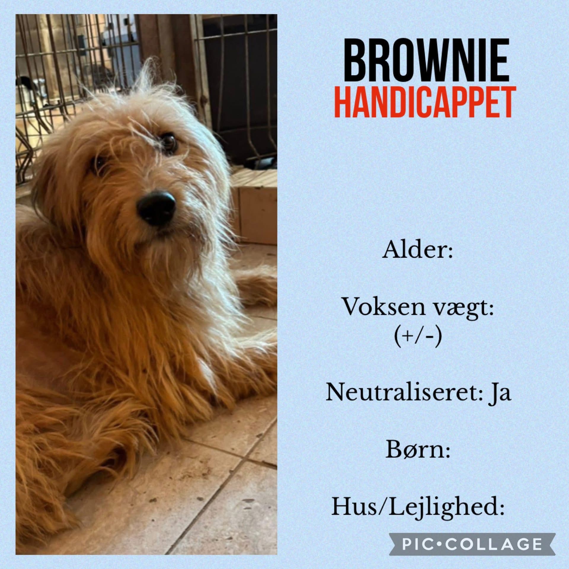 Brownie — hovedbillede