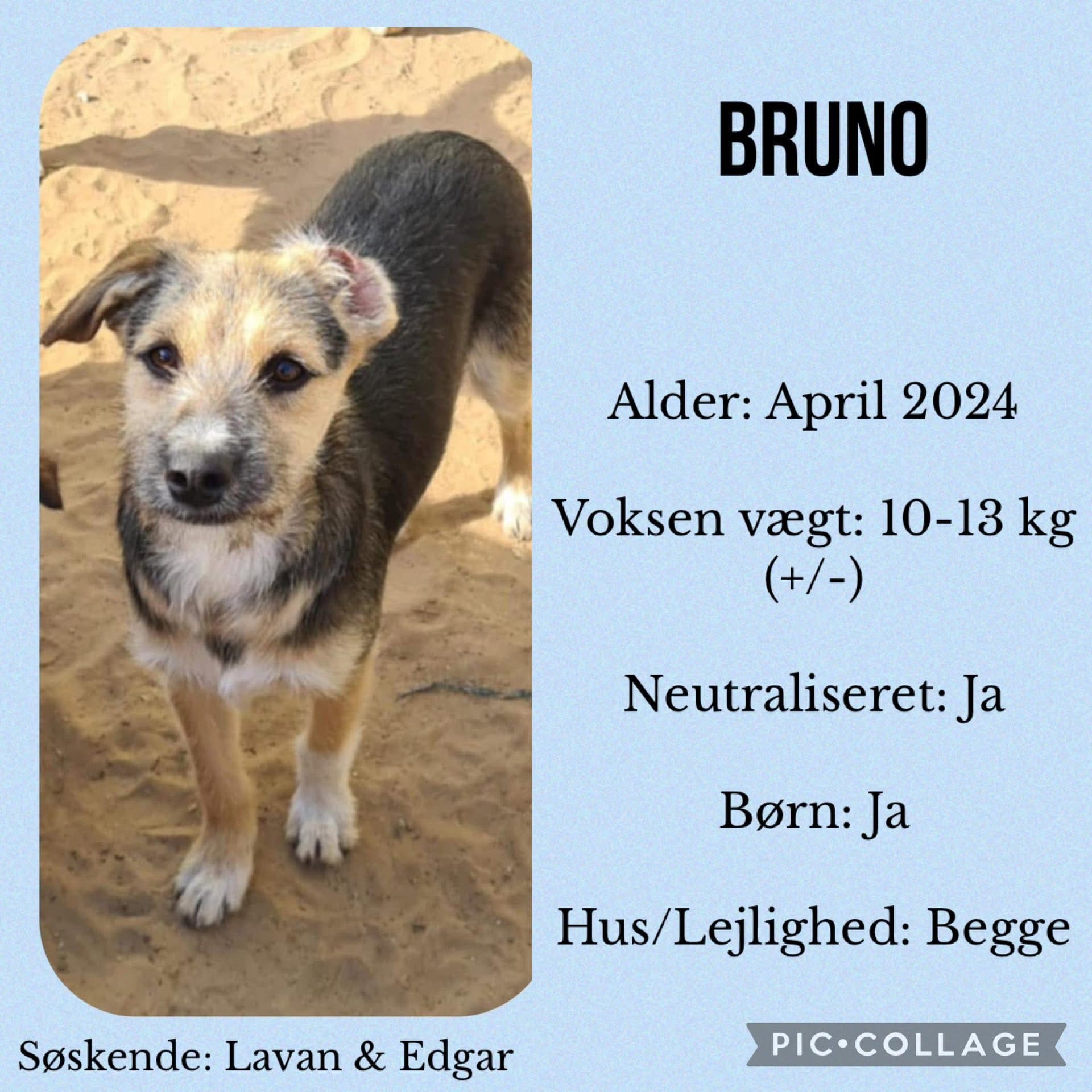 Bruno — hovedbillede