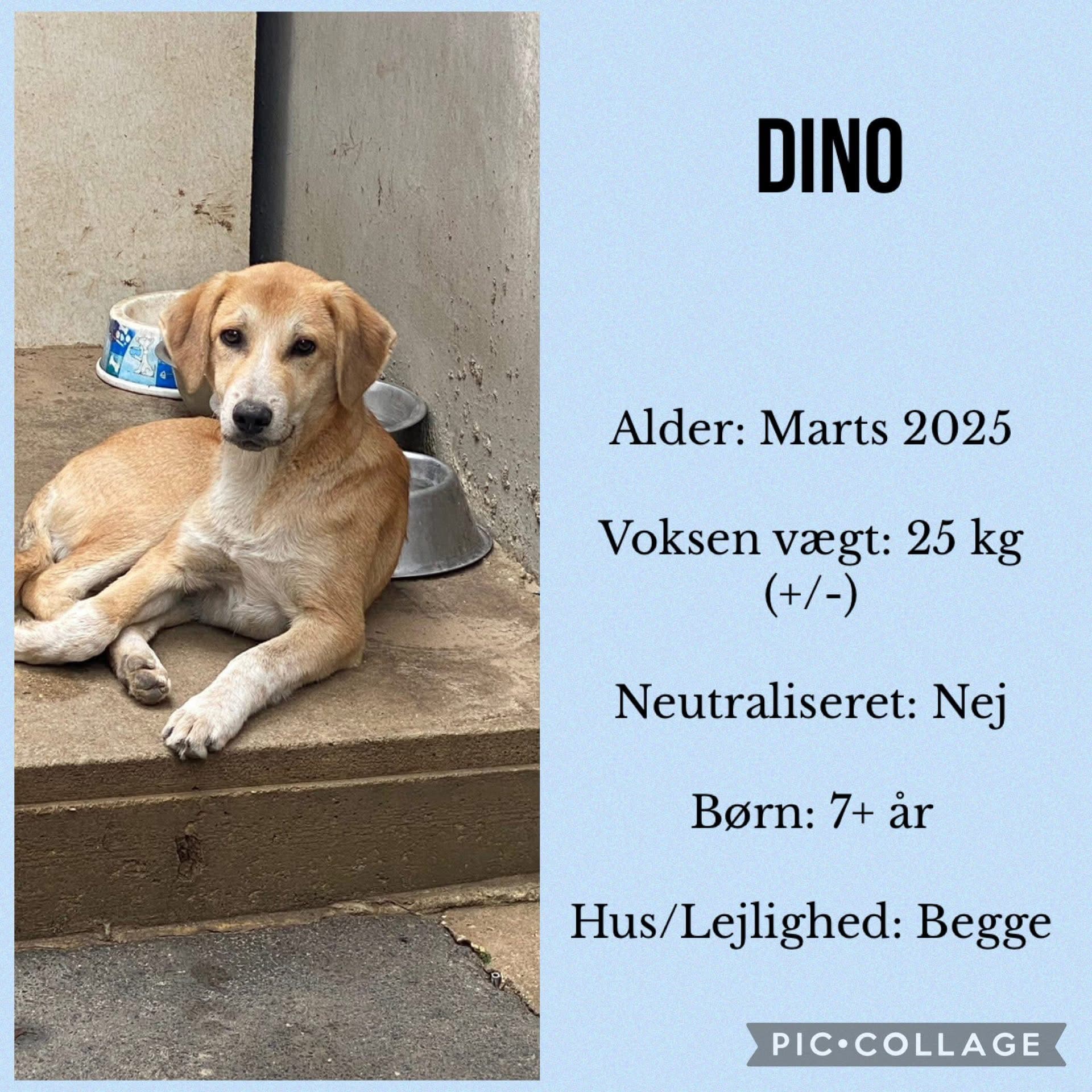 Dino — hovedbillede