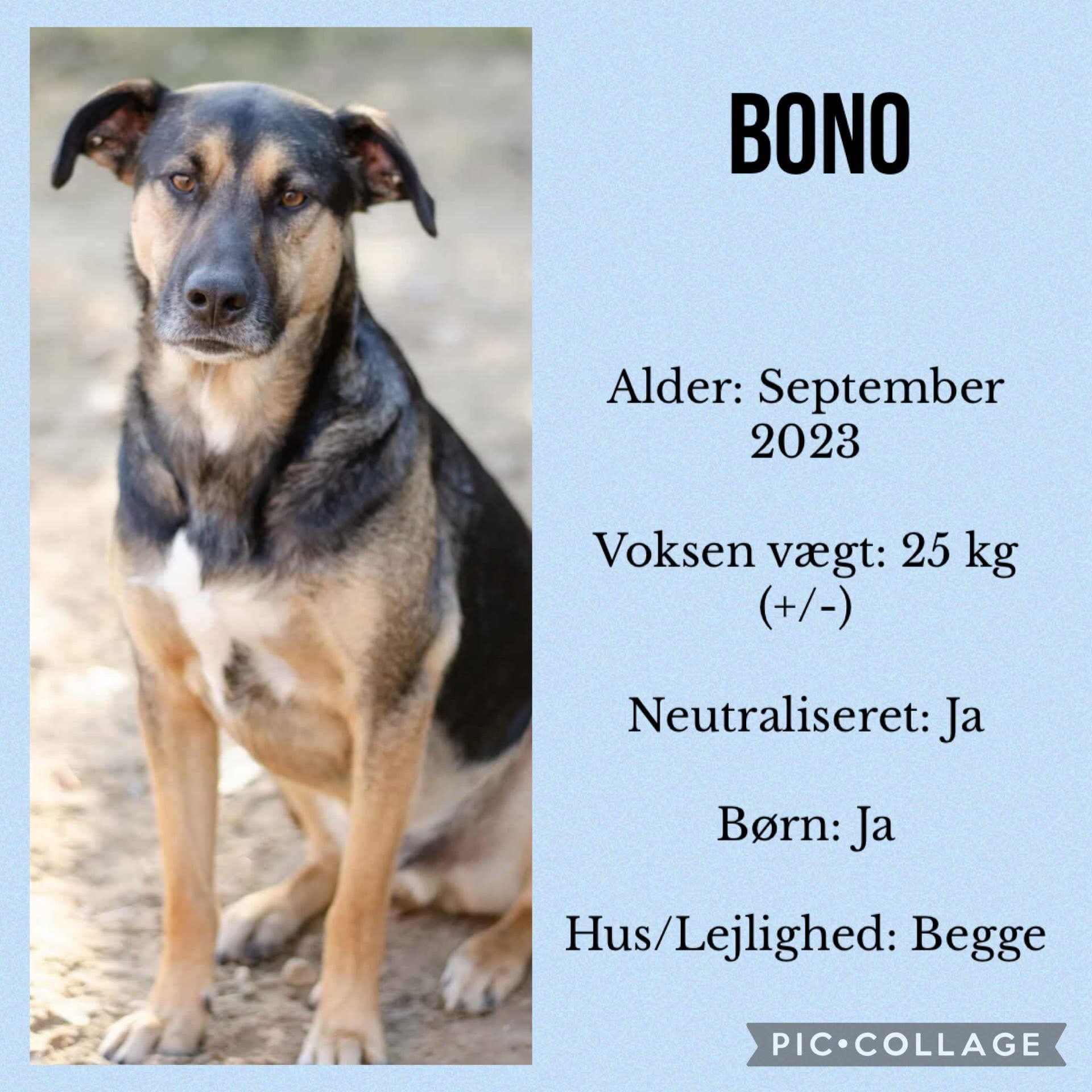 Bono — hovedbillede