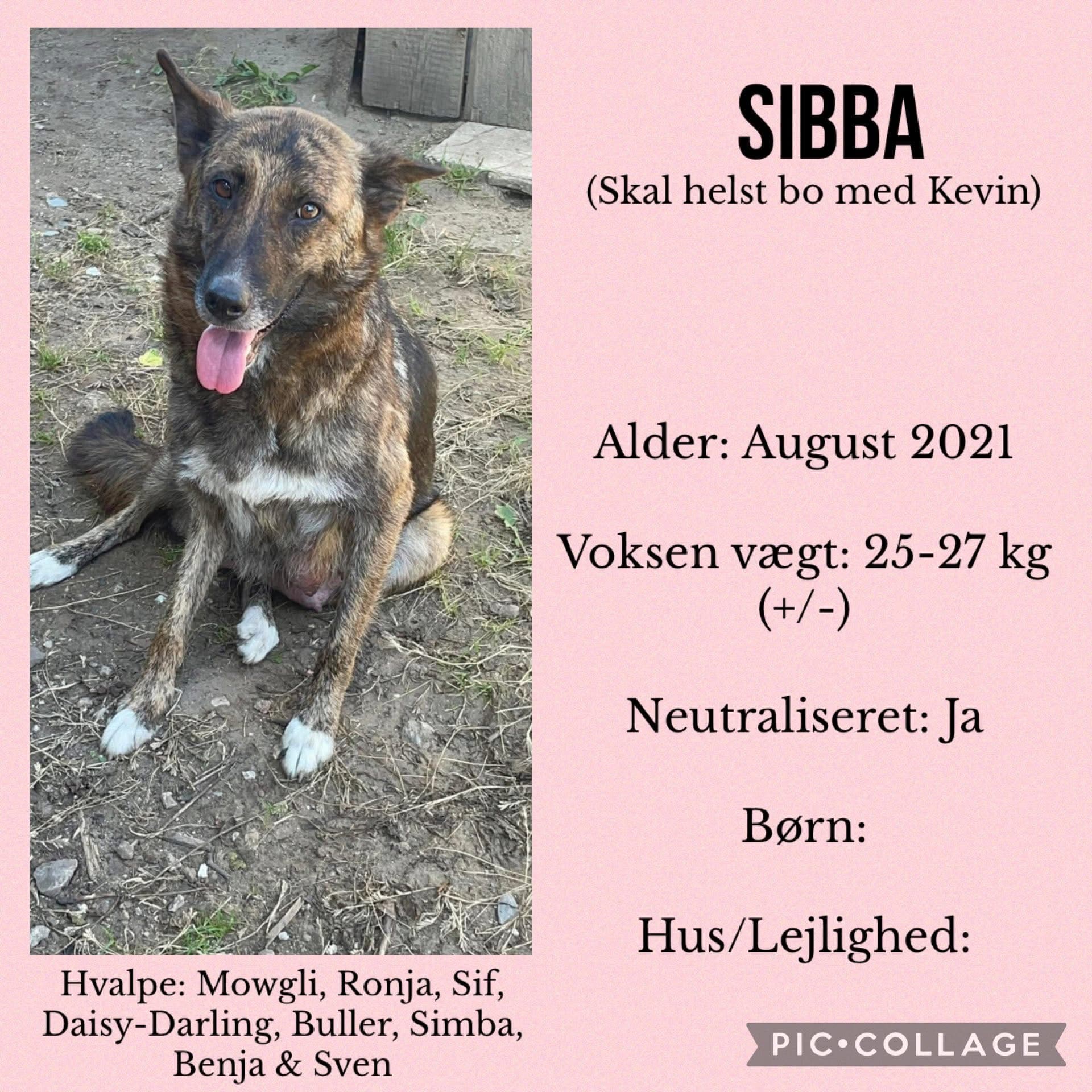 Sibba — hovedbillede