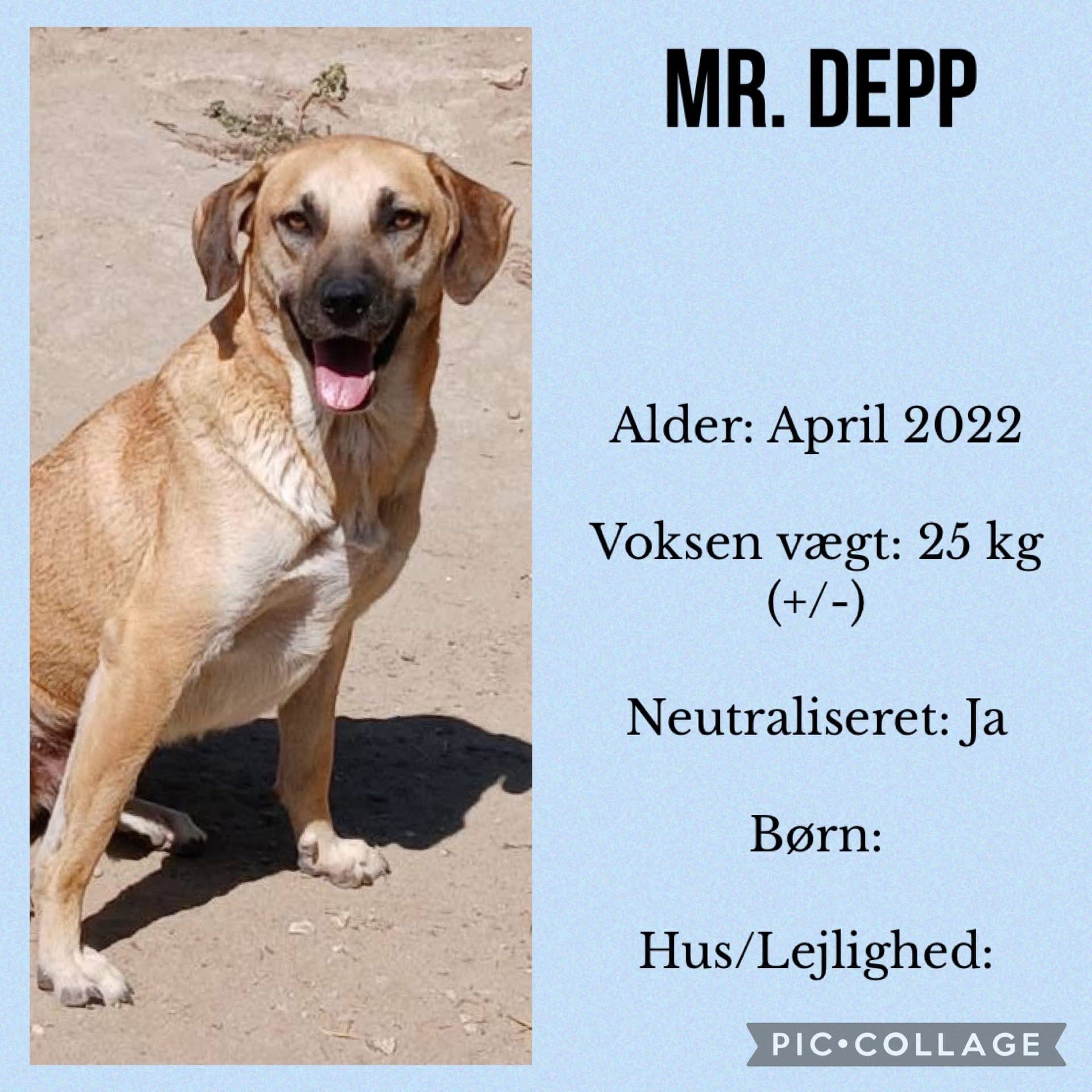 Mr. Depp — hovedbillede