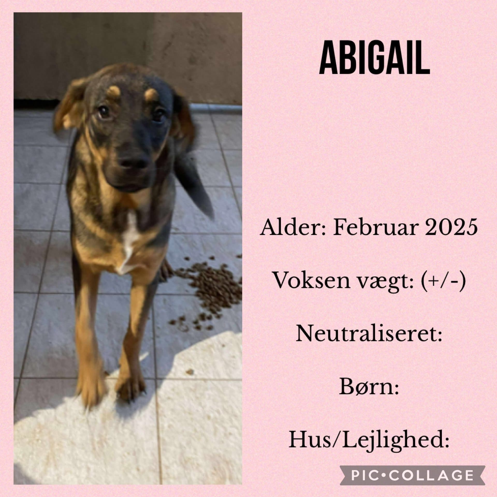 Abigail — hovedbillede