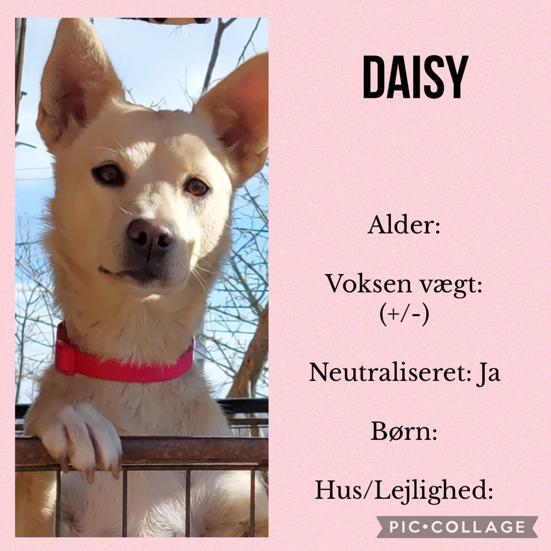 Daisy — hovedbillede