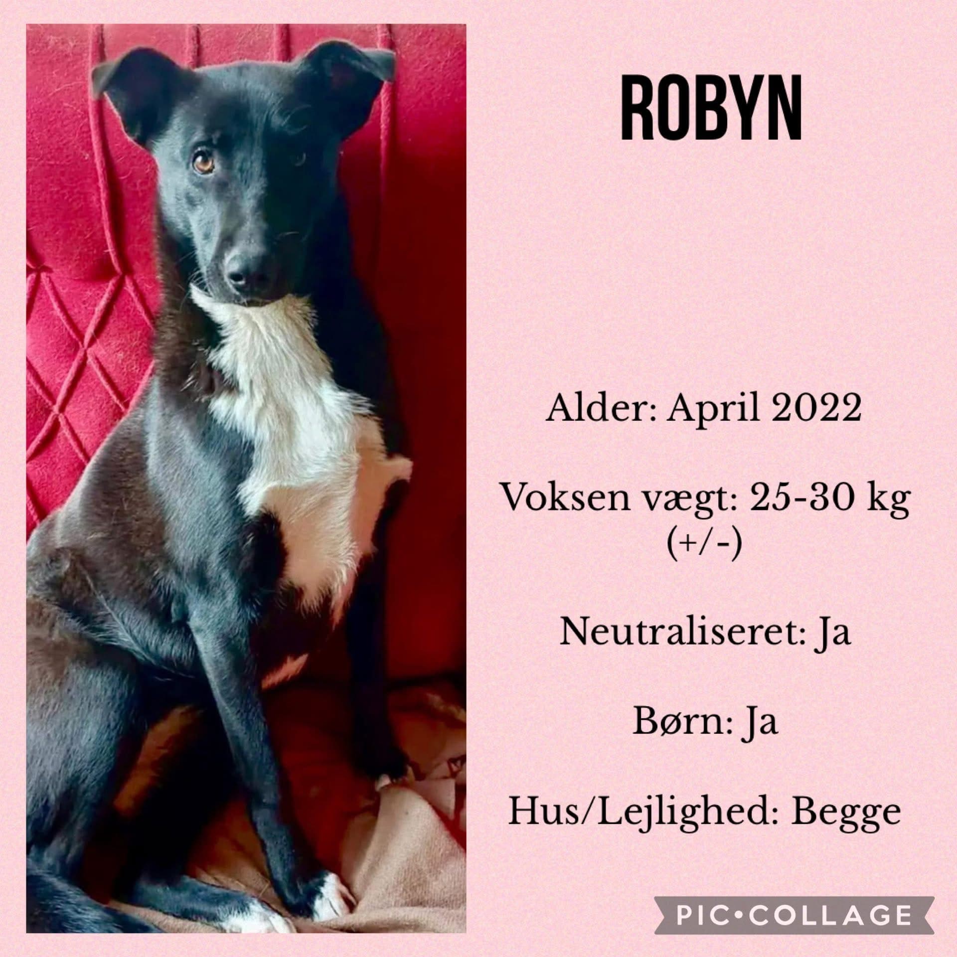 Robyn — hovedbillede