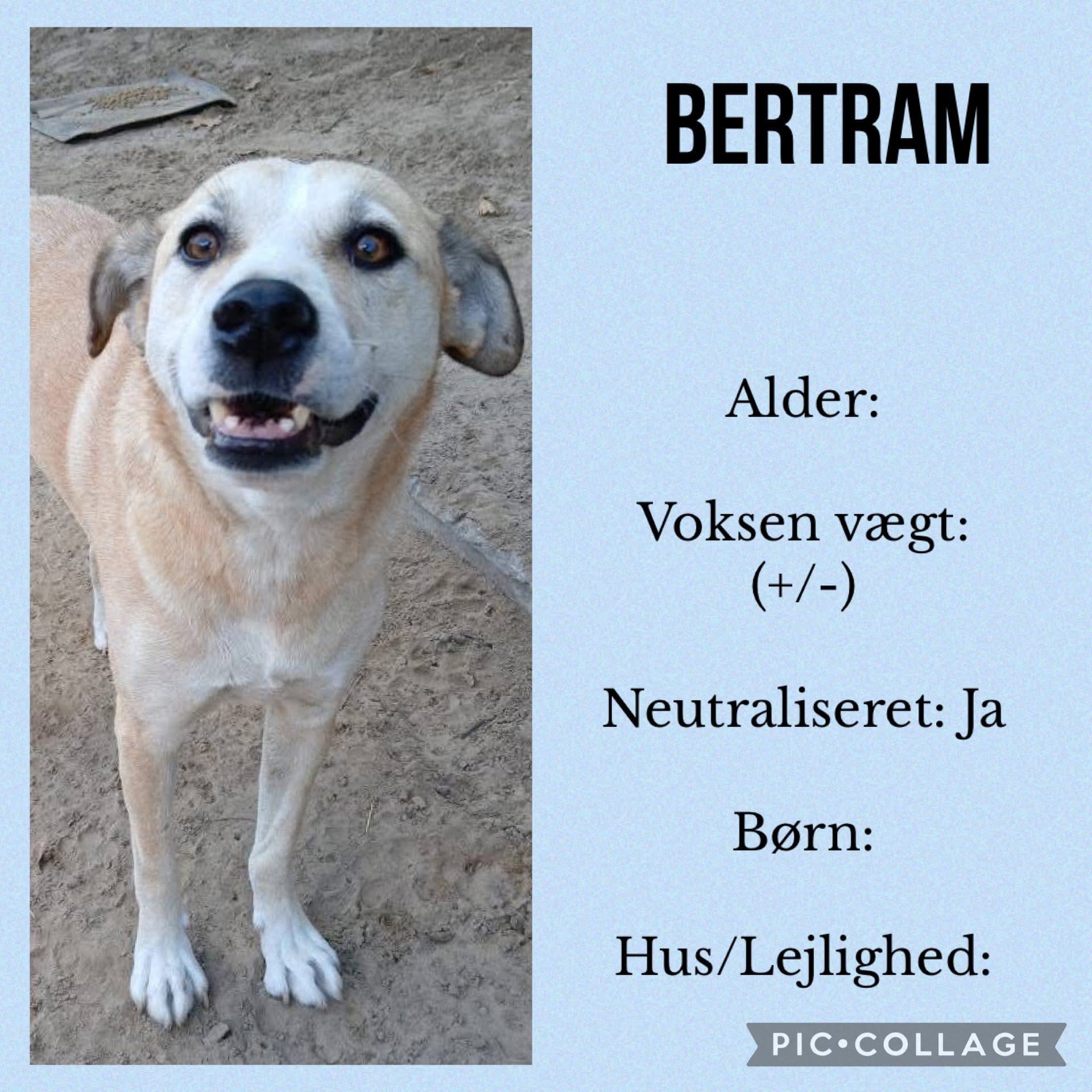 Bertram — hovedbillede