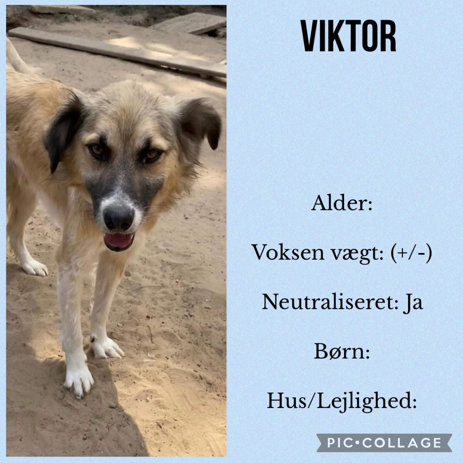 Viktor — hovedbillede