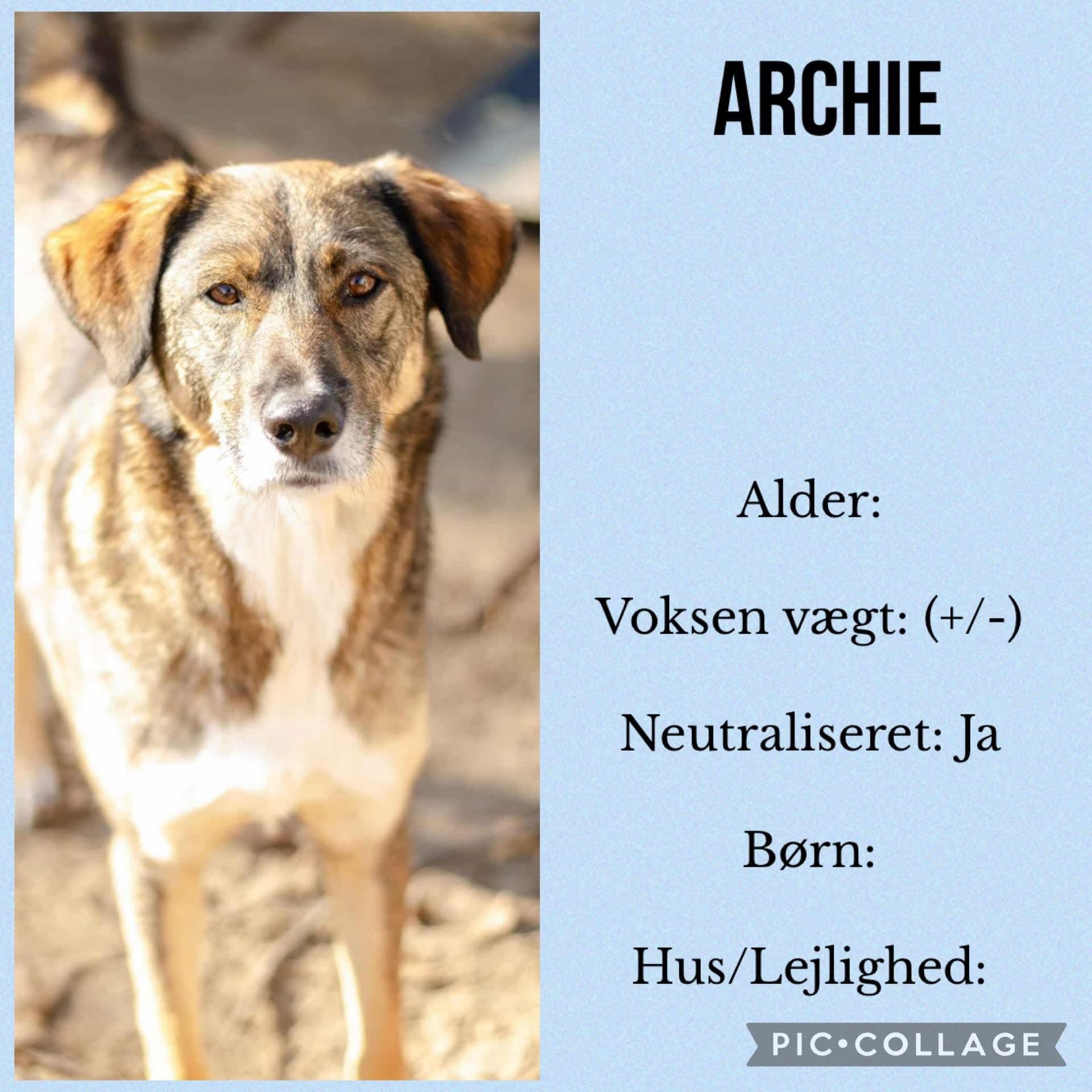 Archie — hovedbillede