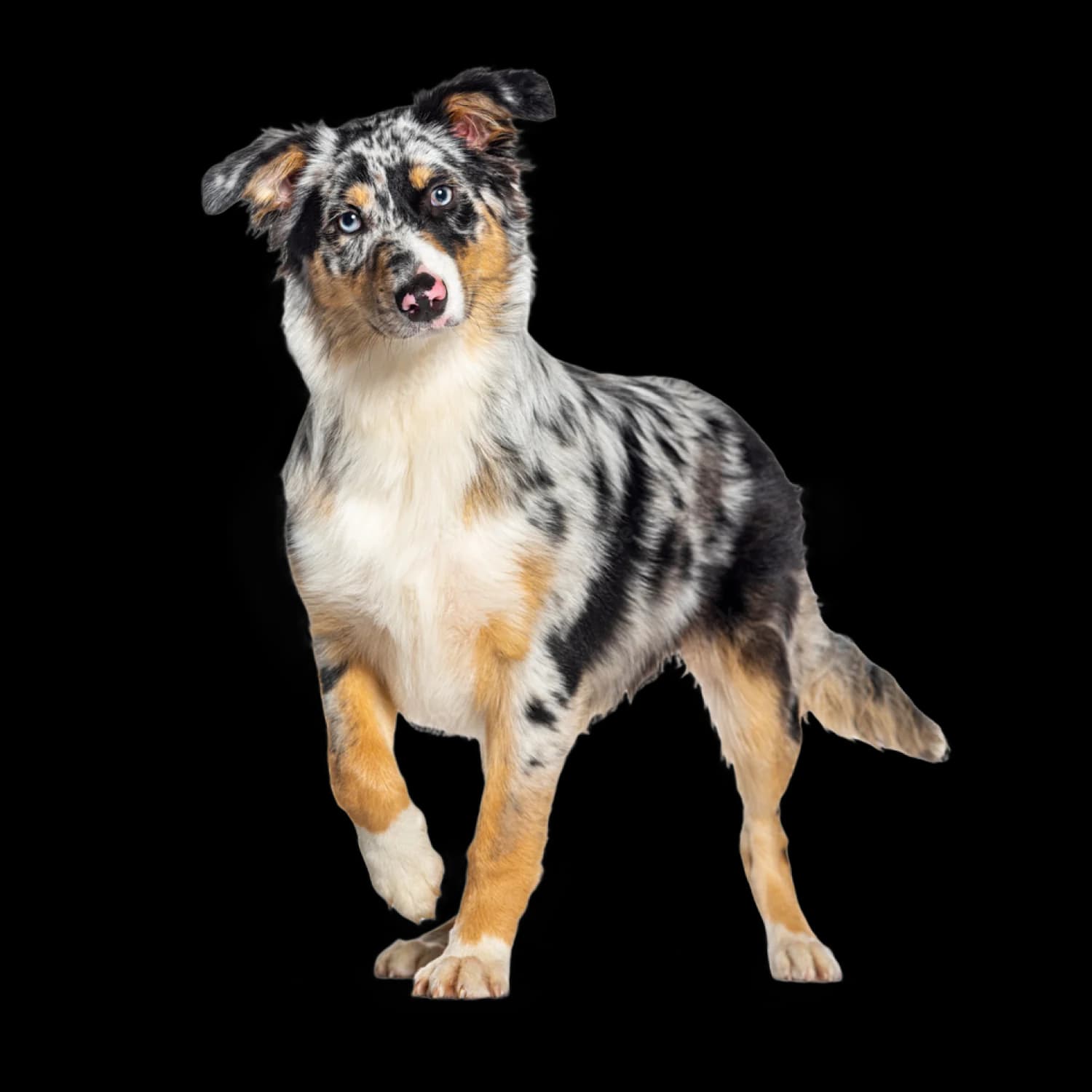 A rescued dog from Team Lana